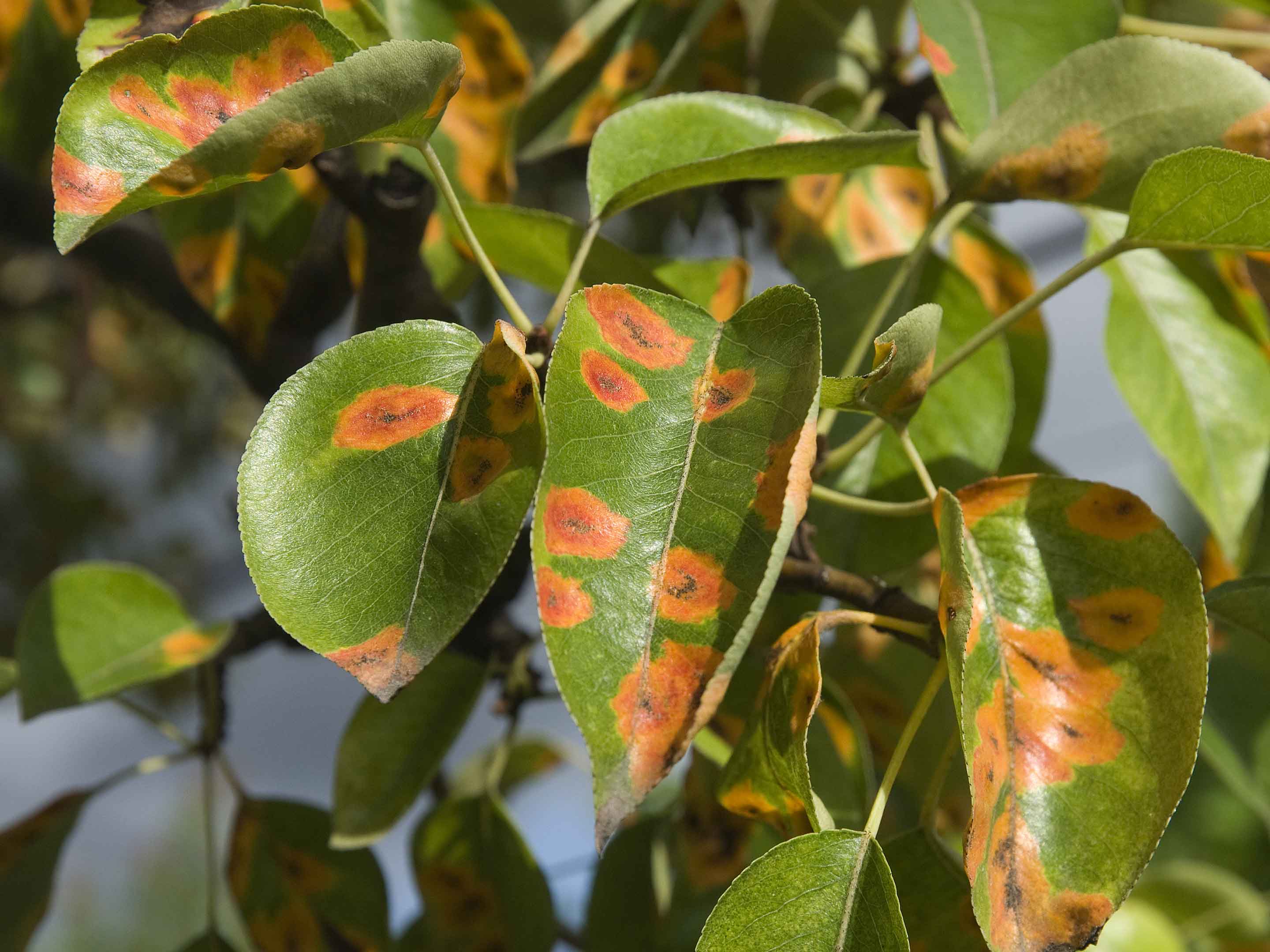 Plant disease. Парша (фитопатология). Антракноз яблони. Ржавчина груши (ржавчинный гриб). Курчавость груши.