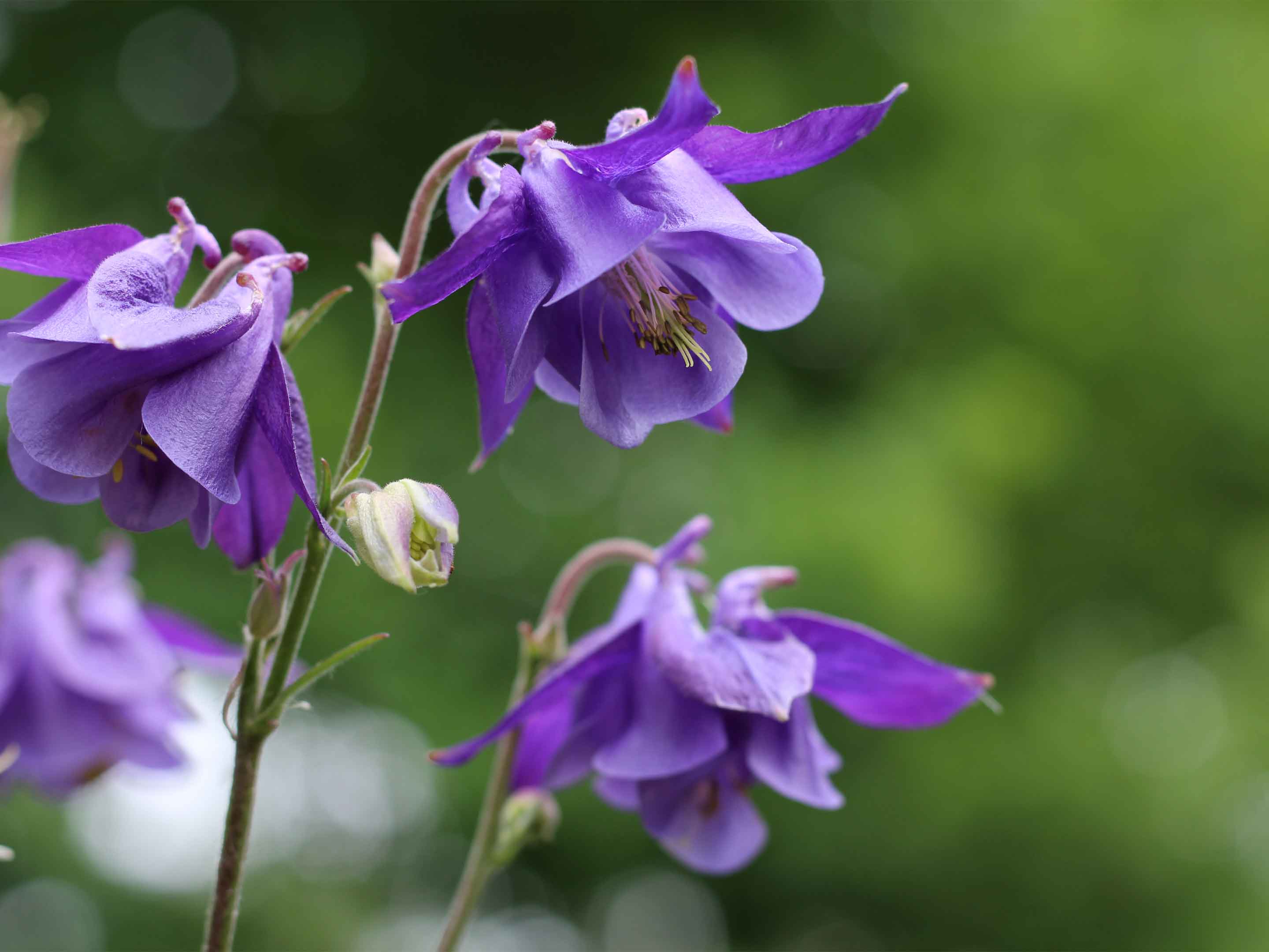 Akelei So pflanzen und pflegen Sie die Blume