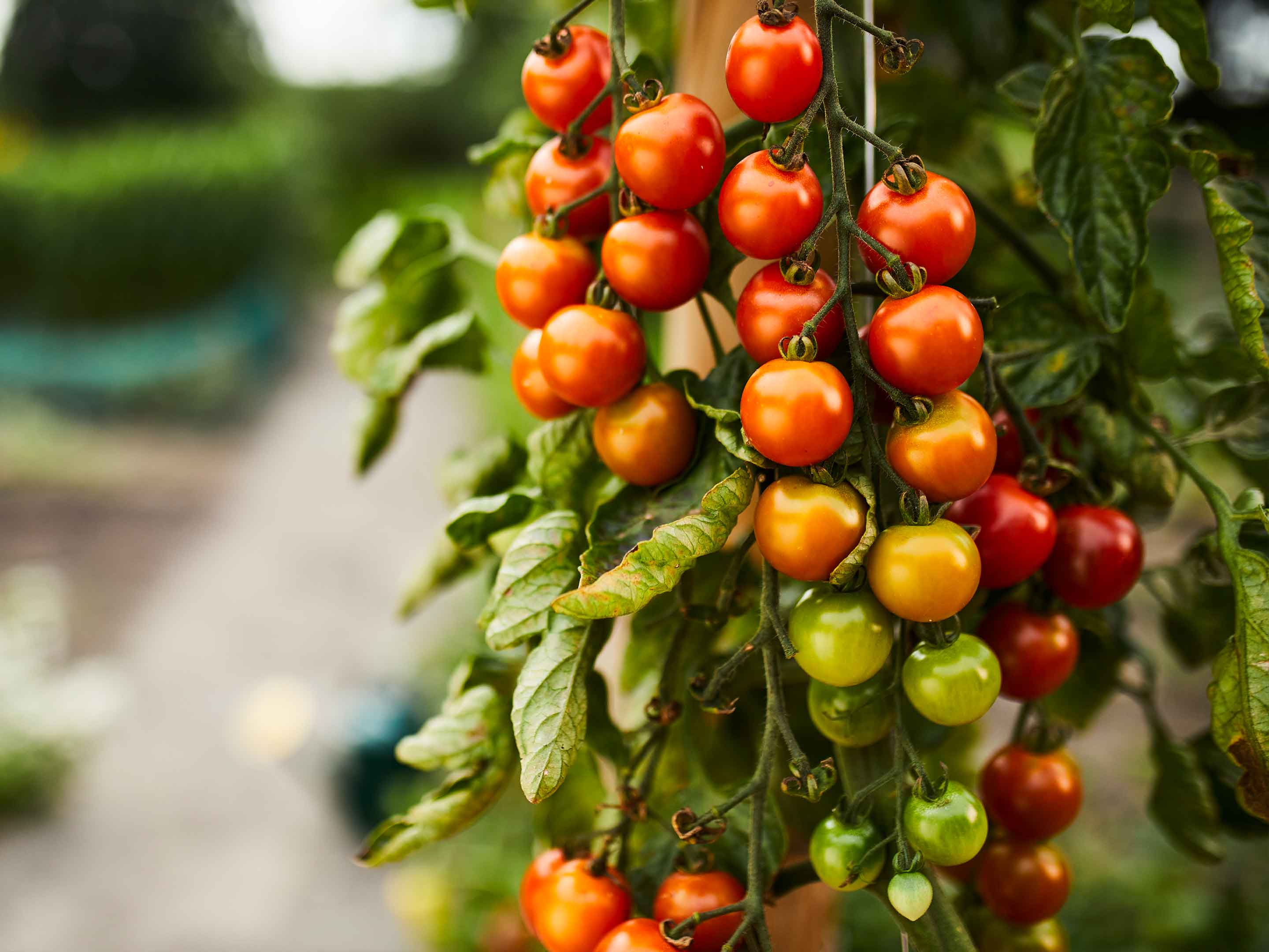 200 Stück Gemischte Tomatensamen, Gartenfarm
