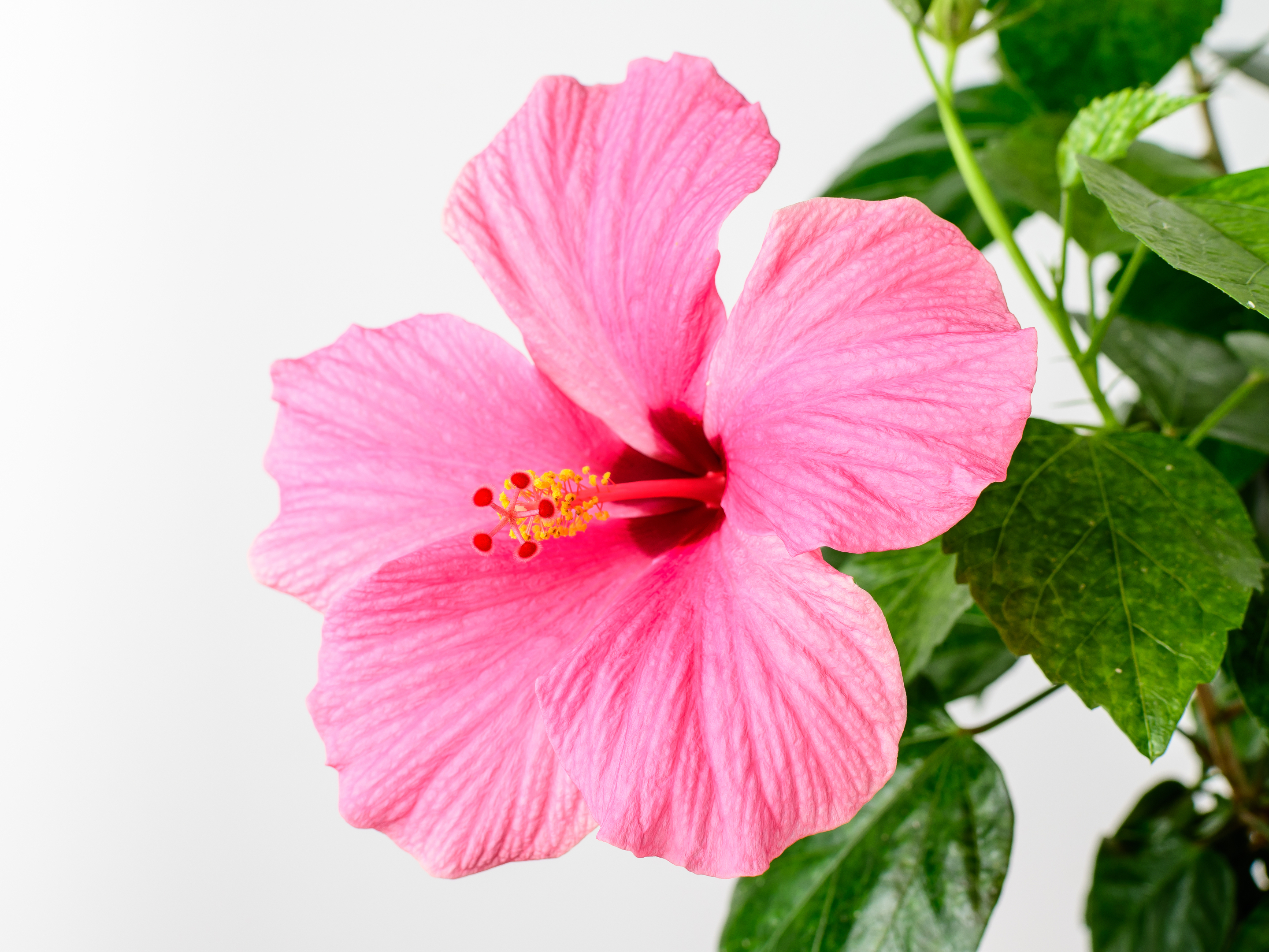 https://www.compo.de/dam/jcr:097463a6-8739-403f-8c32-302a3f7a5c66/Hibiscus.jpg?x=50&y=50