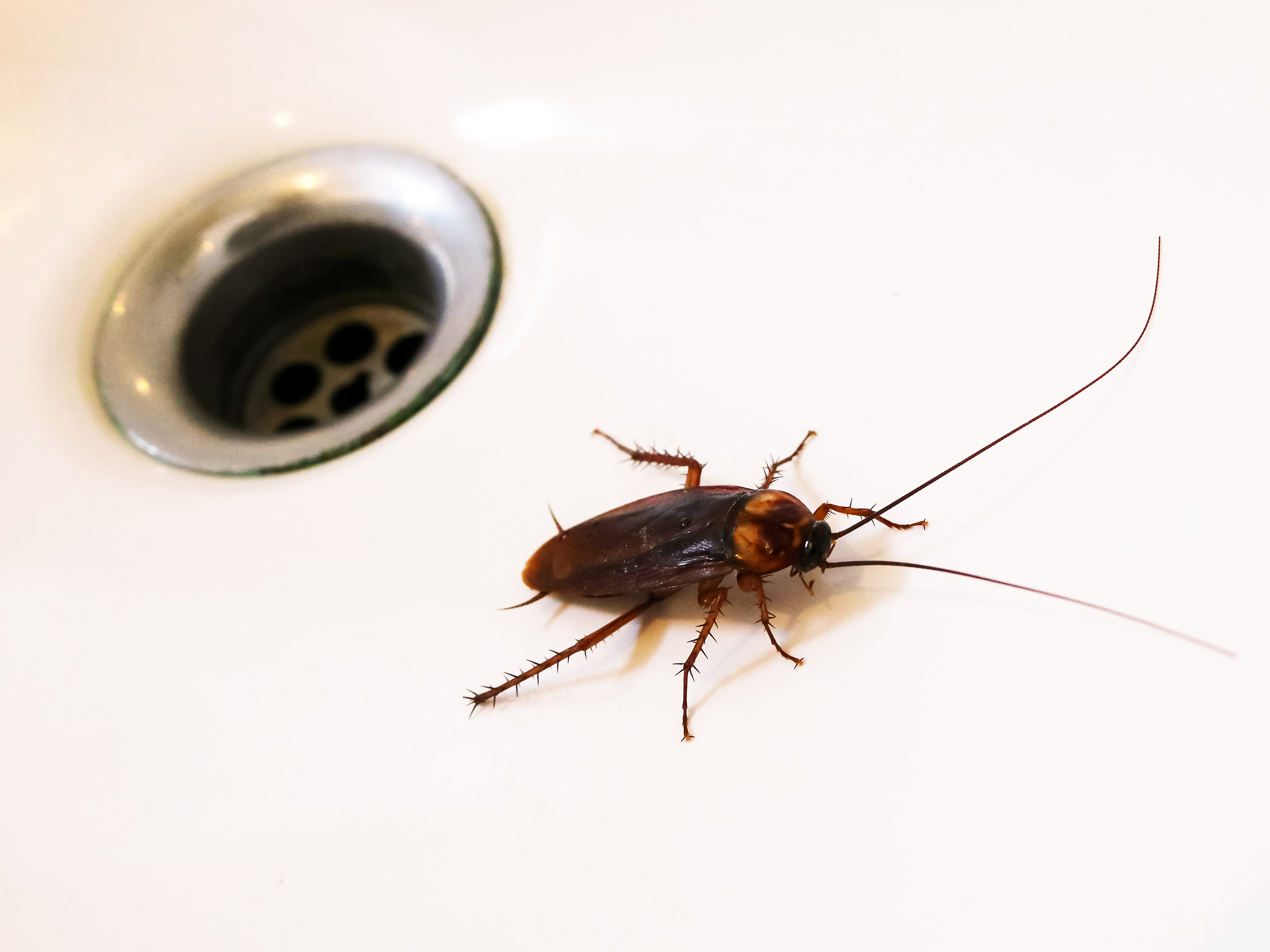 Comment exterminer les cafards, traiter les causes d'infestation