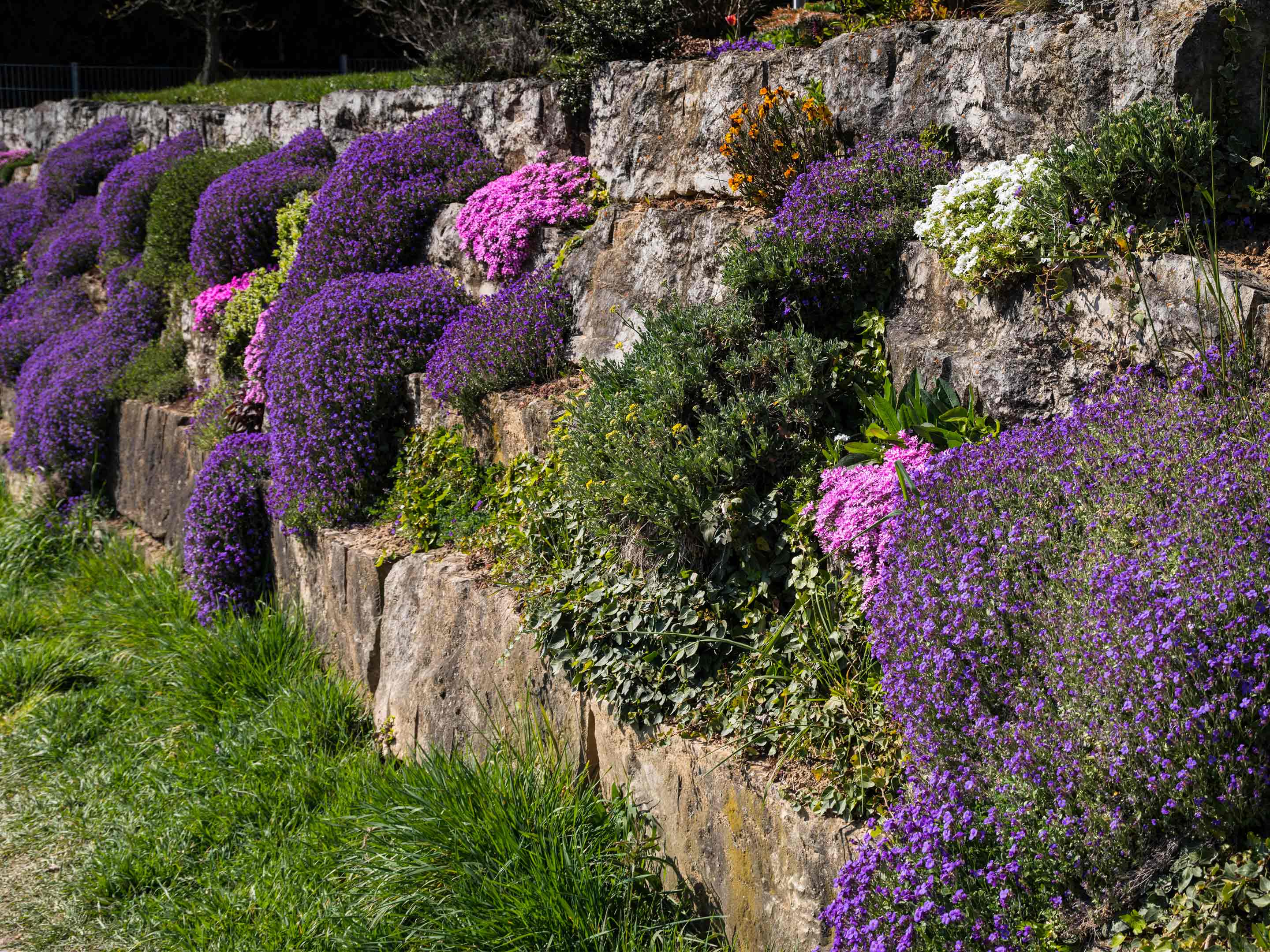 El arte de plantar en un muro de piedra