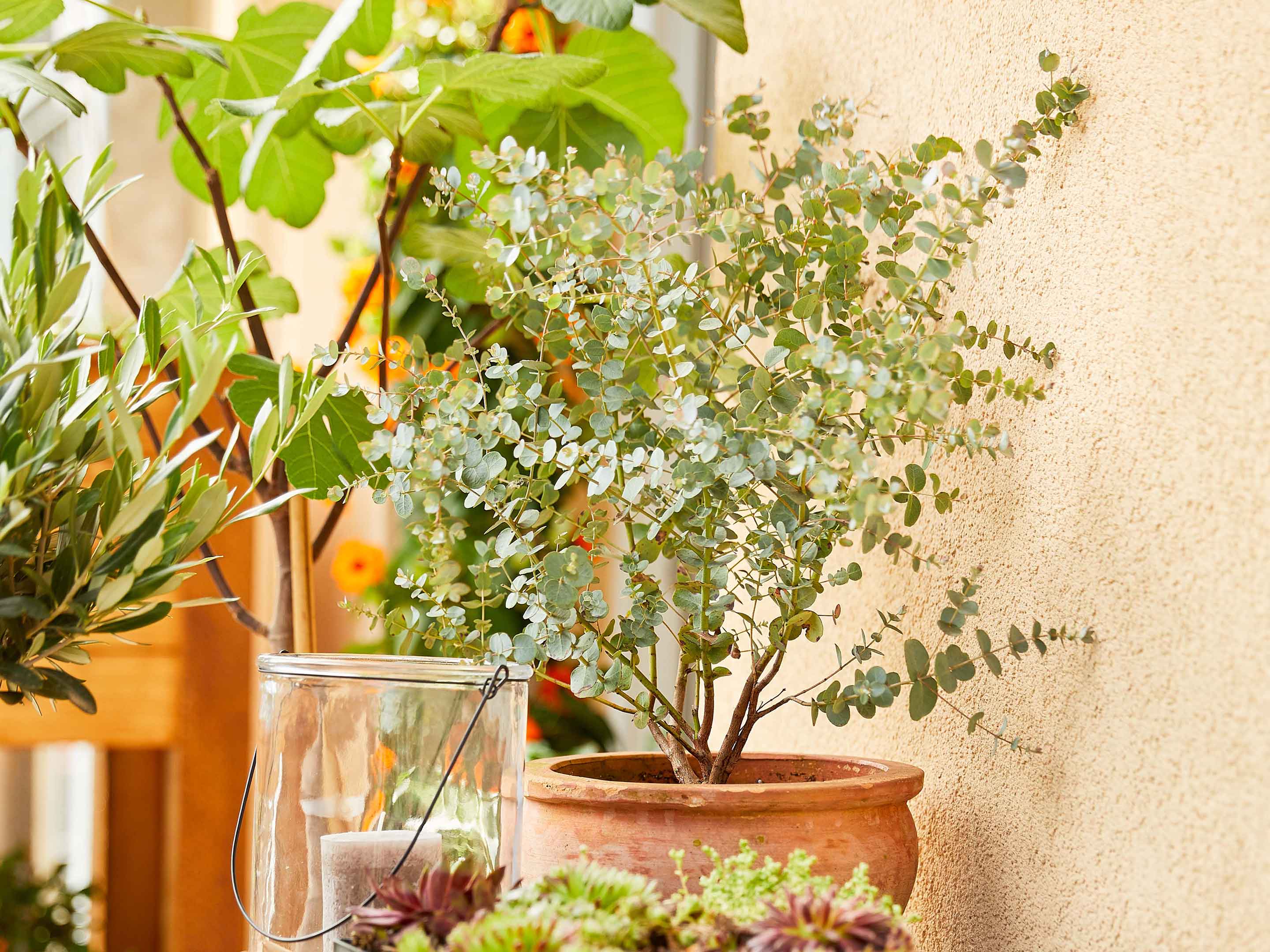5 bonnes raisons d'avoir une plante d'extérieur chez soi
