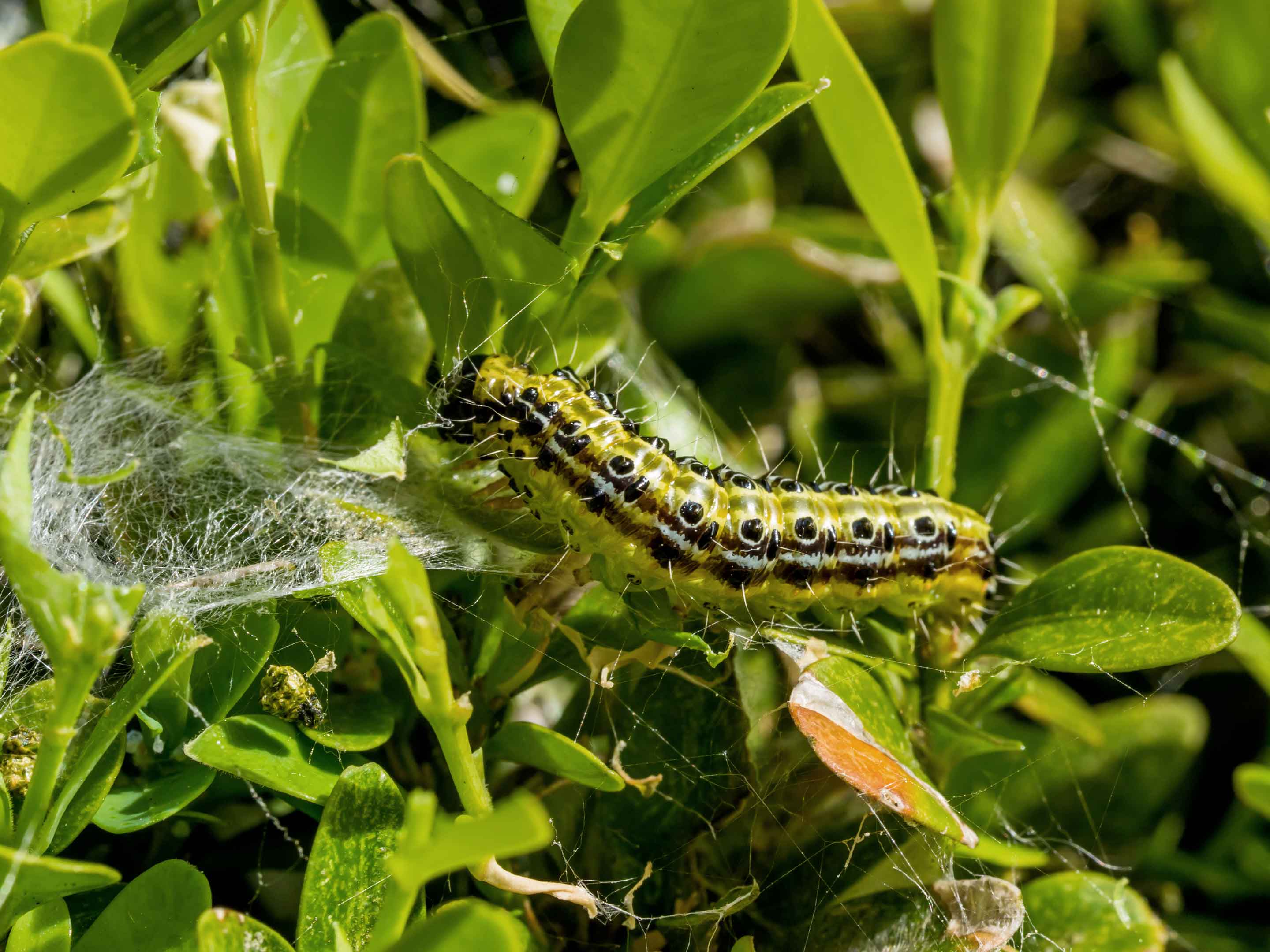 Buchsbaumzünsler bekämpfen | Gesal