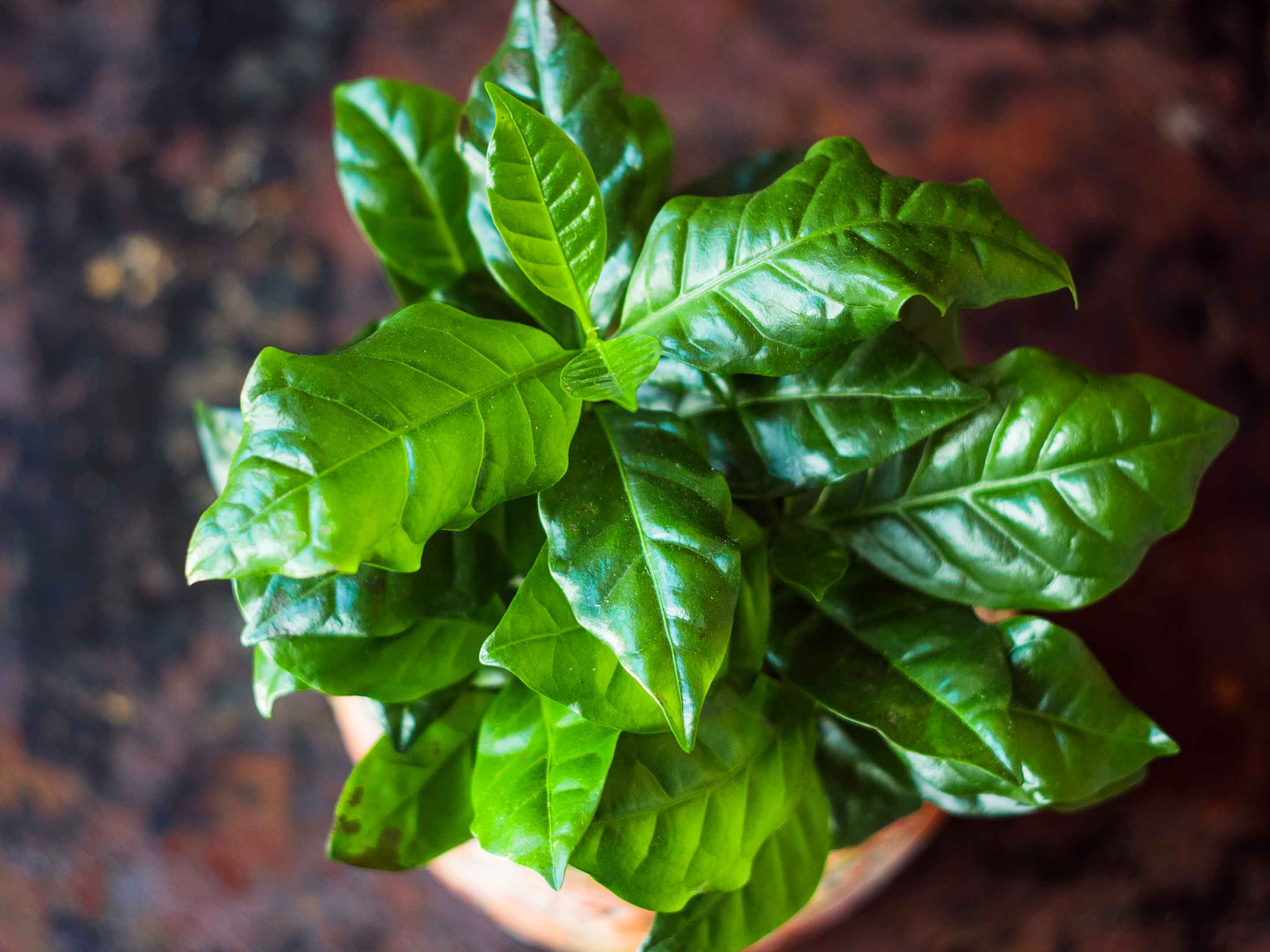 Planter et entretenir le caféier COMPO