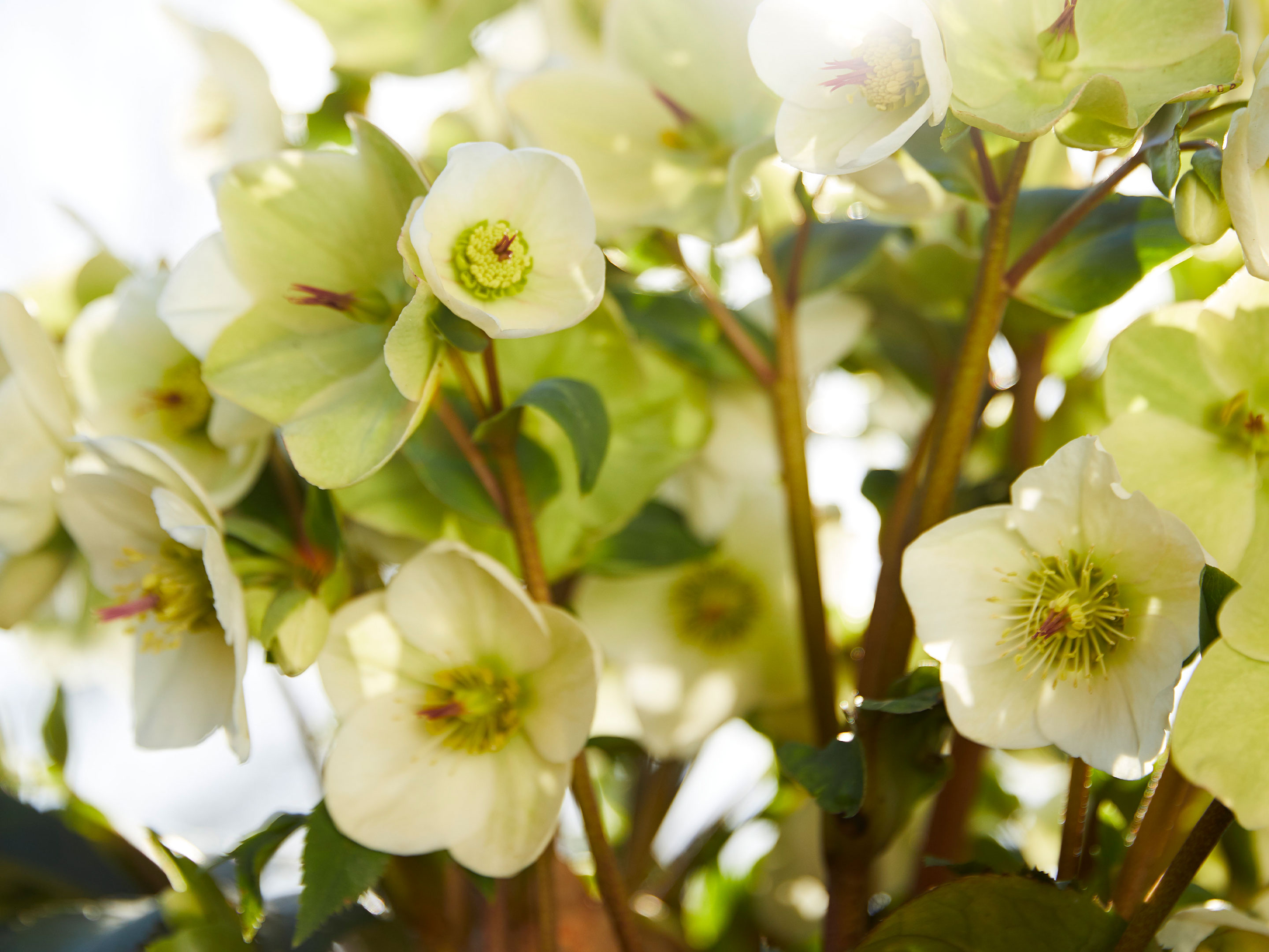 Lenzrose (Helleborus orientalis) | COMPO