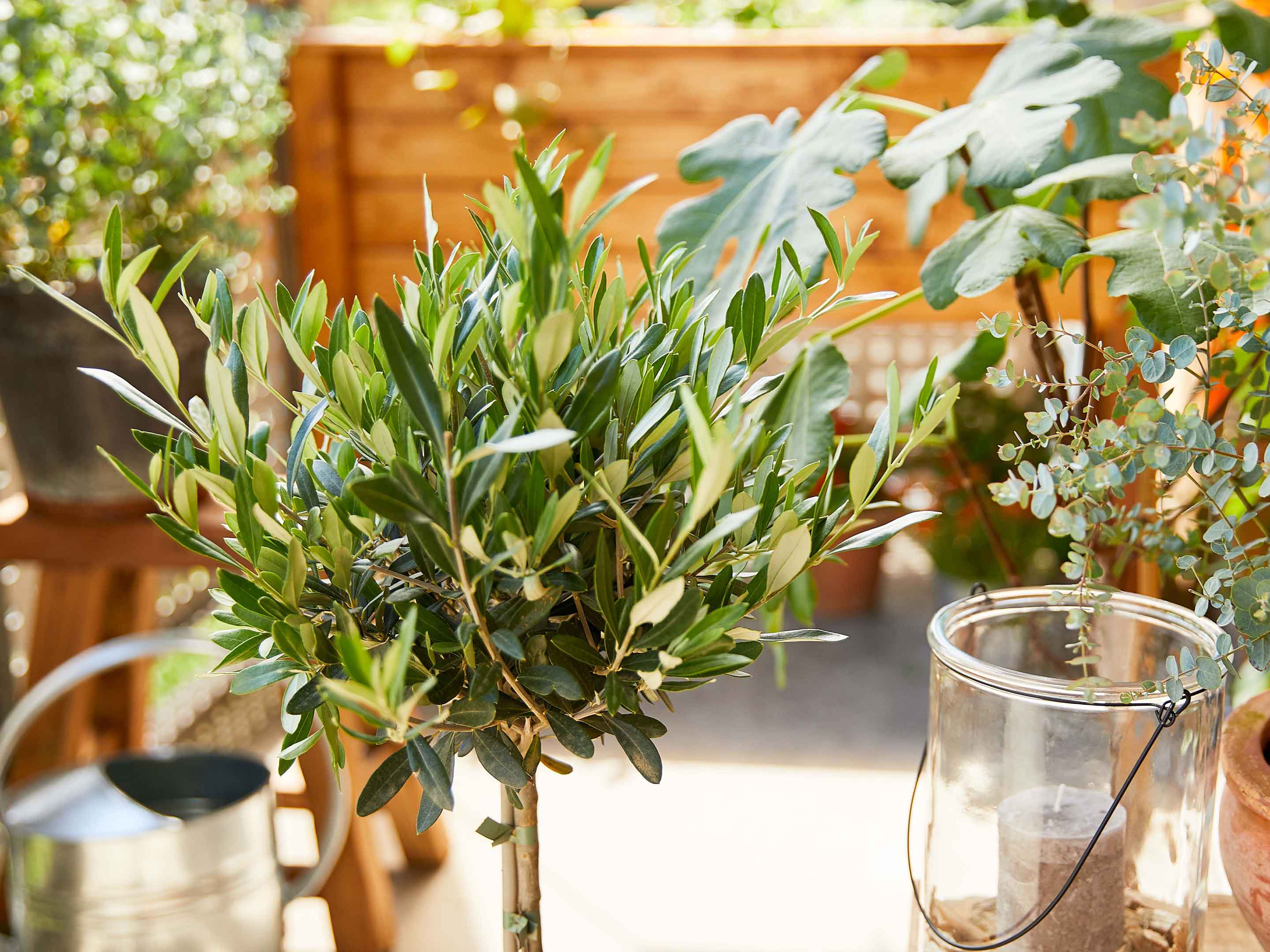 Wie kann ich meinen Olivenbaum überwintern? Gesal