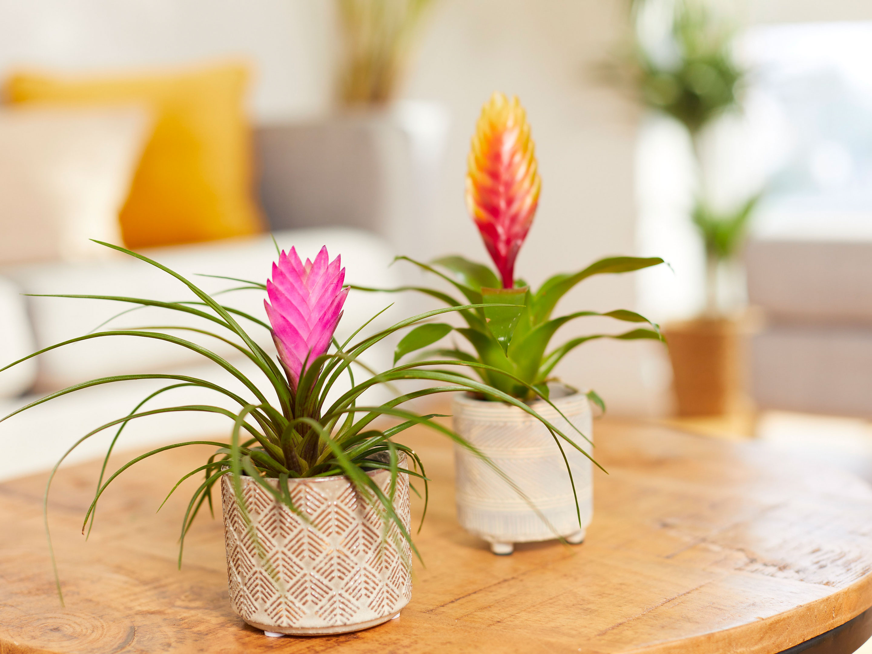 Planter & entretenir un bromélia COMPO
