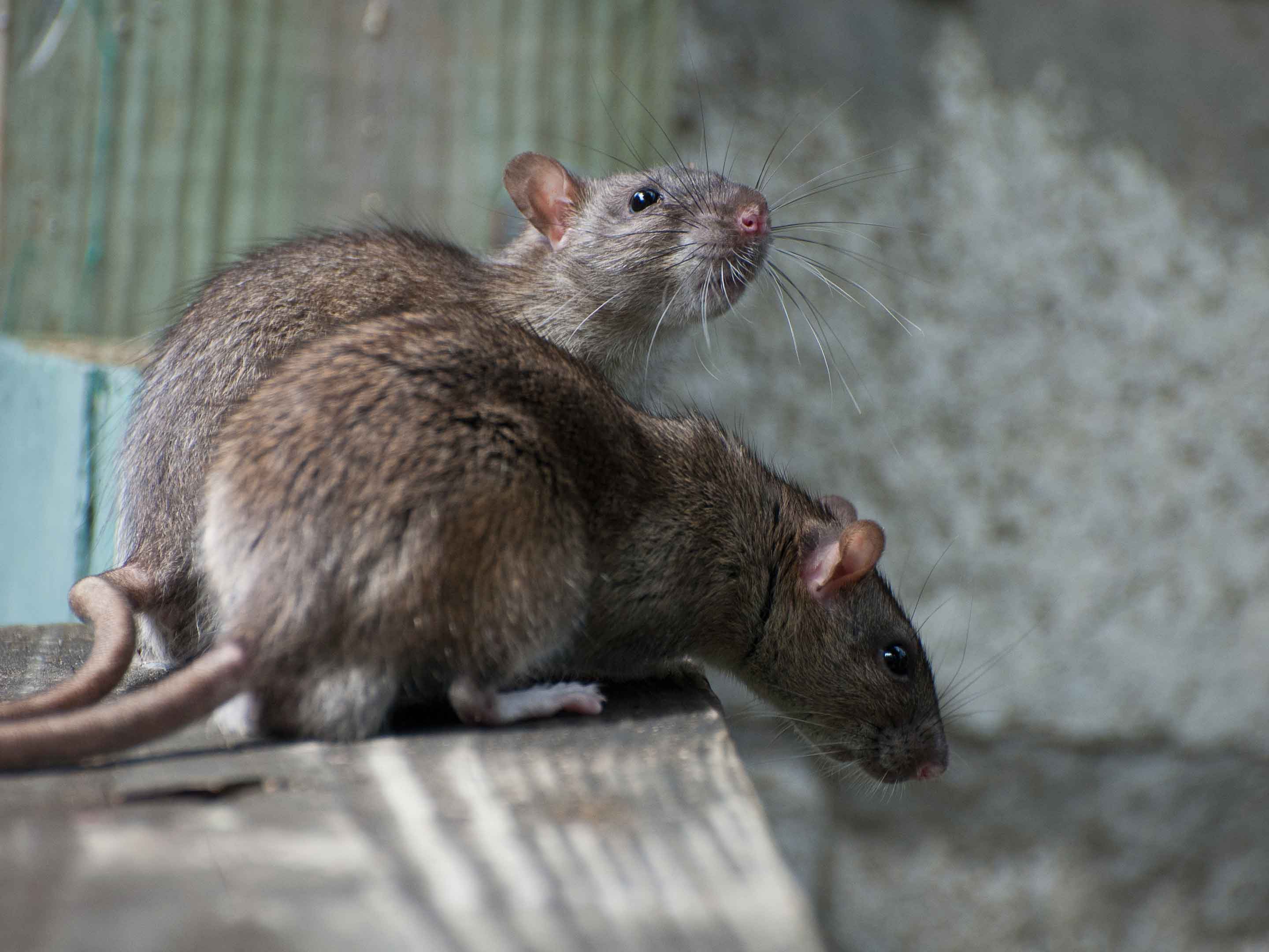 Un Professionnel Piège Un Rat Dans Un Piège à Rats Pour Lutter Contre Les  Ravageurs.