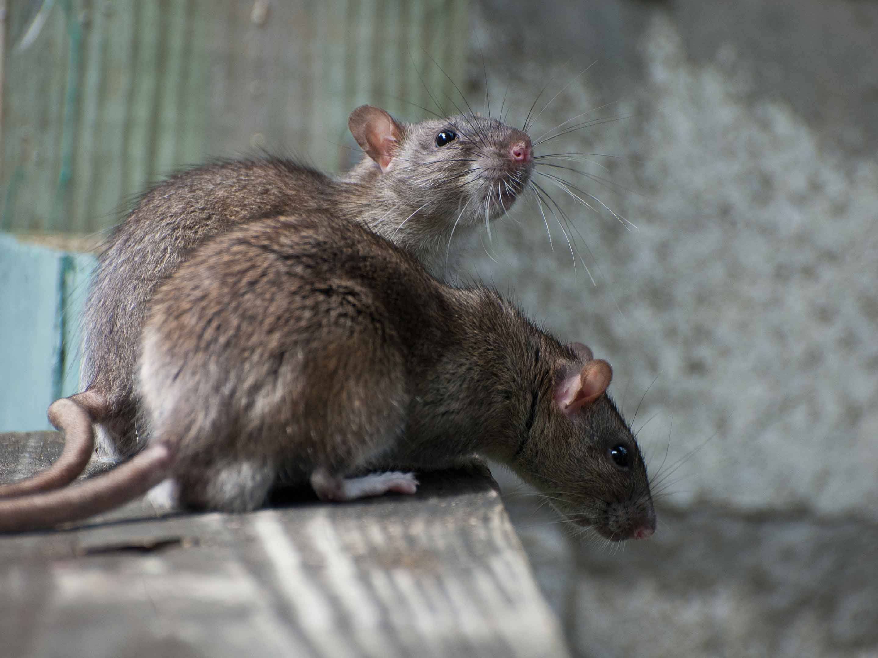 Ratten vertreiben & Ratten bekämpfen COMPO
