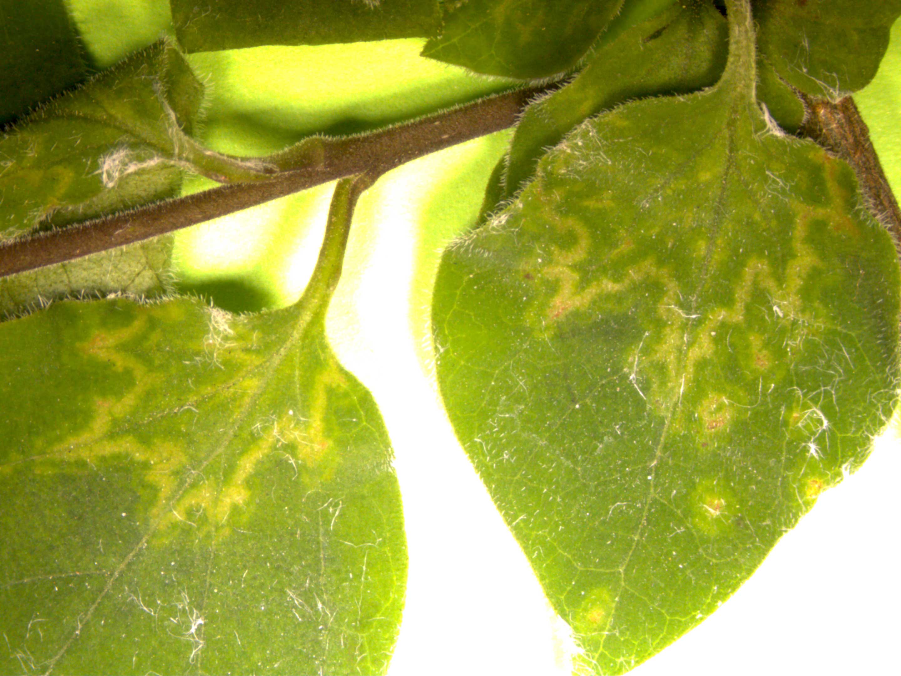 pilea moon valley plant Pilea involcrata Moon Valley Terrarium Plant main image 0