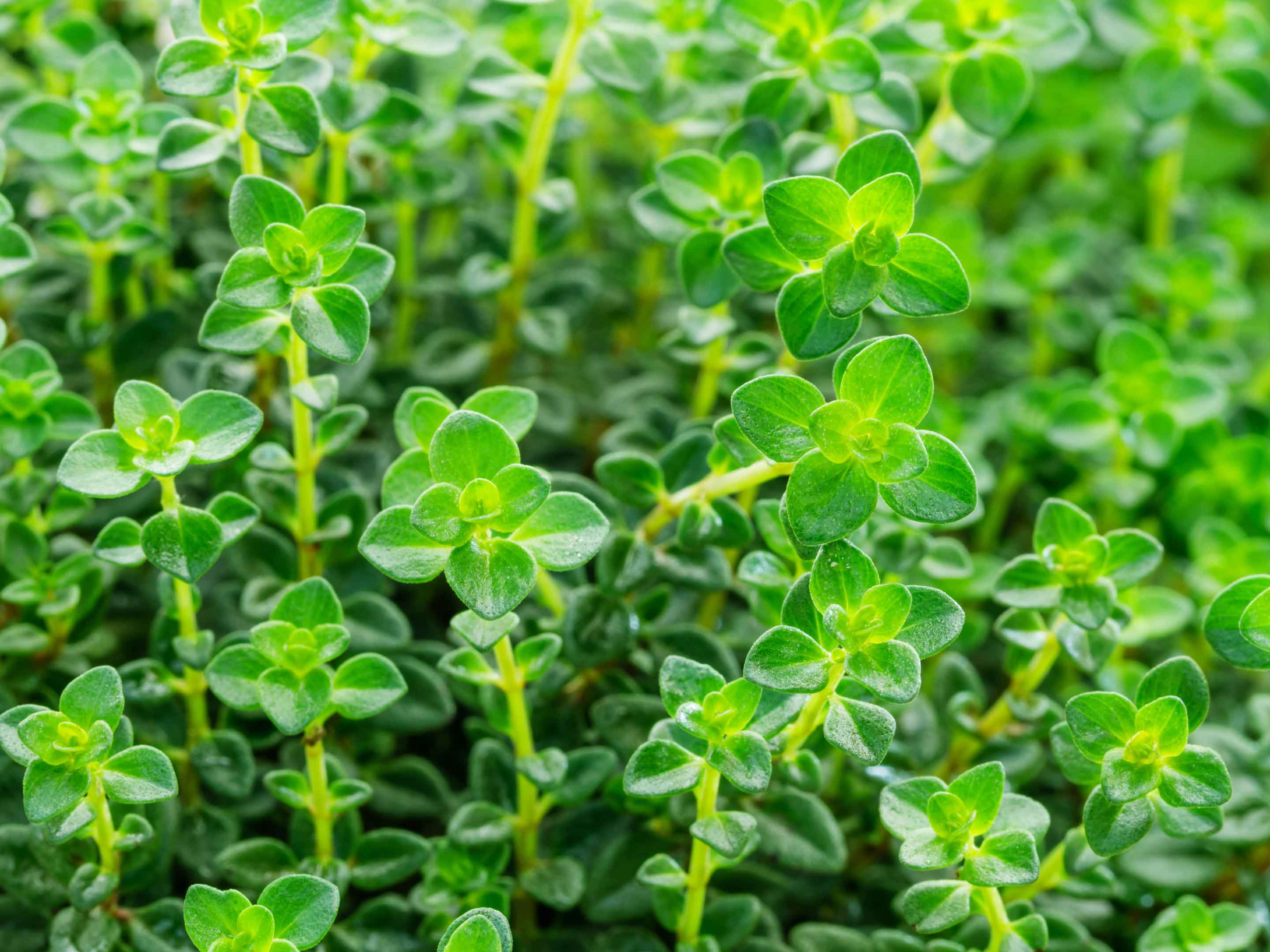 Thym citron - Thymus citriodorus - Le Jardin du Pic Vert