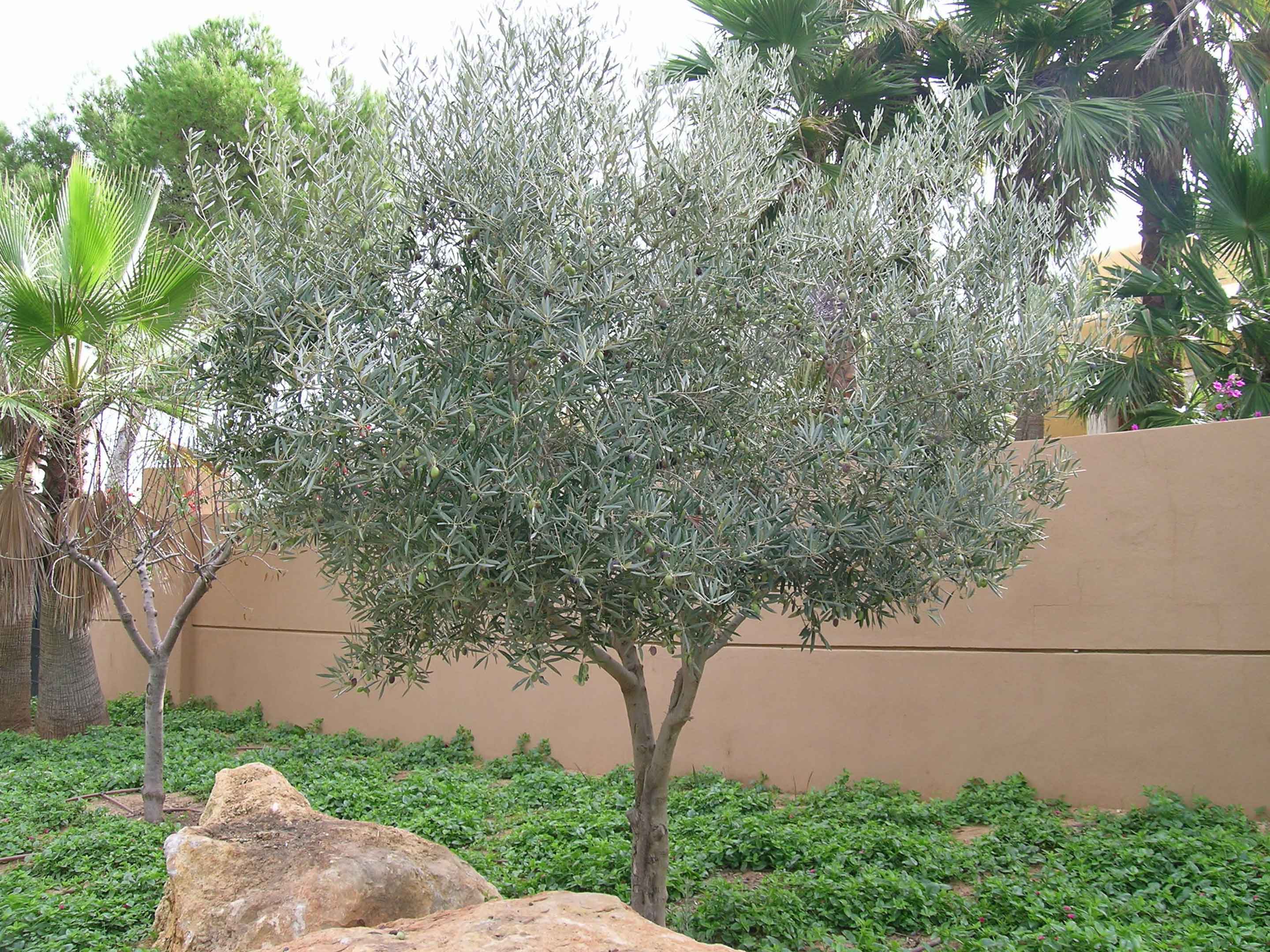 Olivenbaum