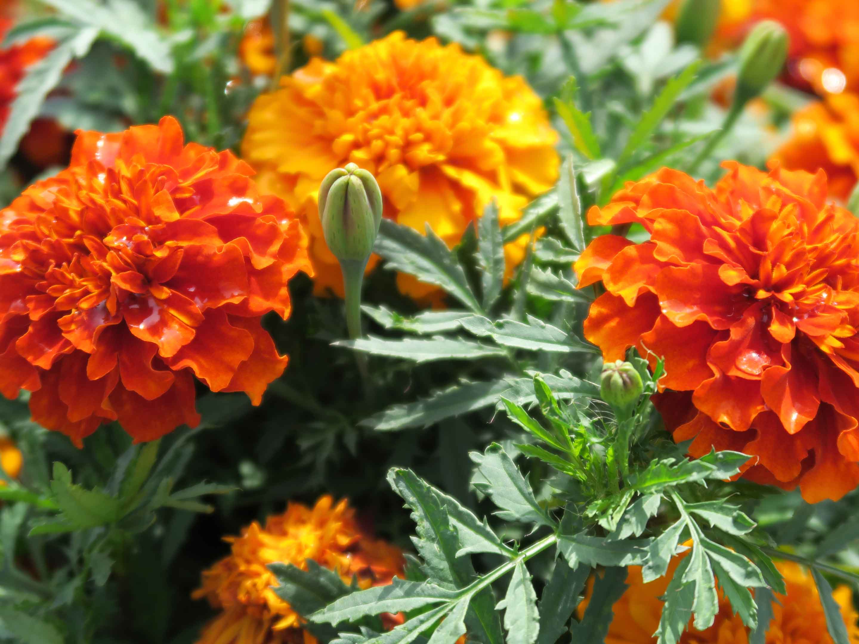 Pianta di Tagete coltivazione e cura dei fiori