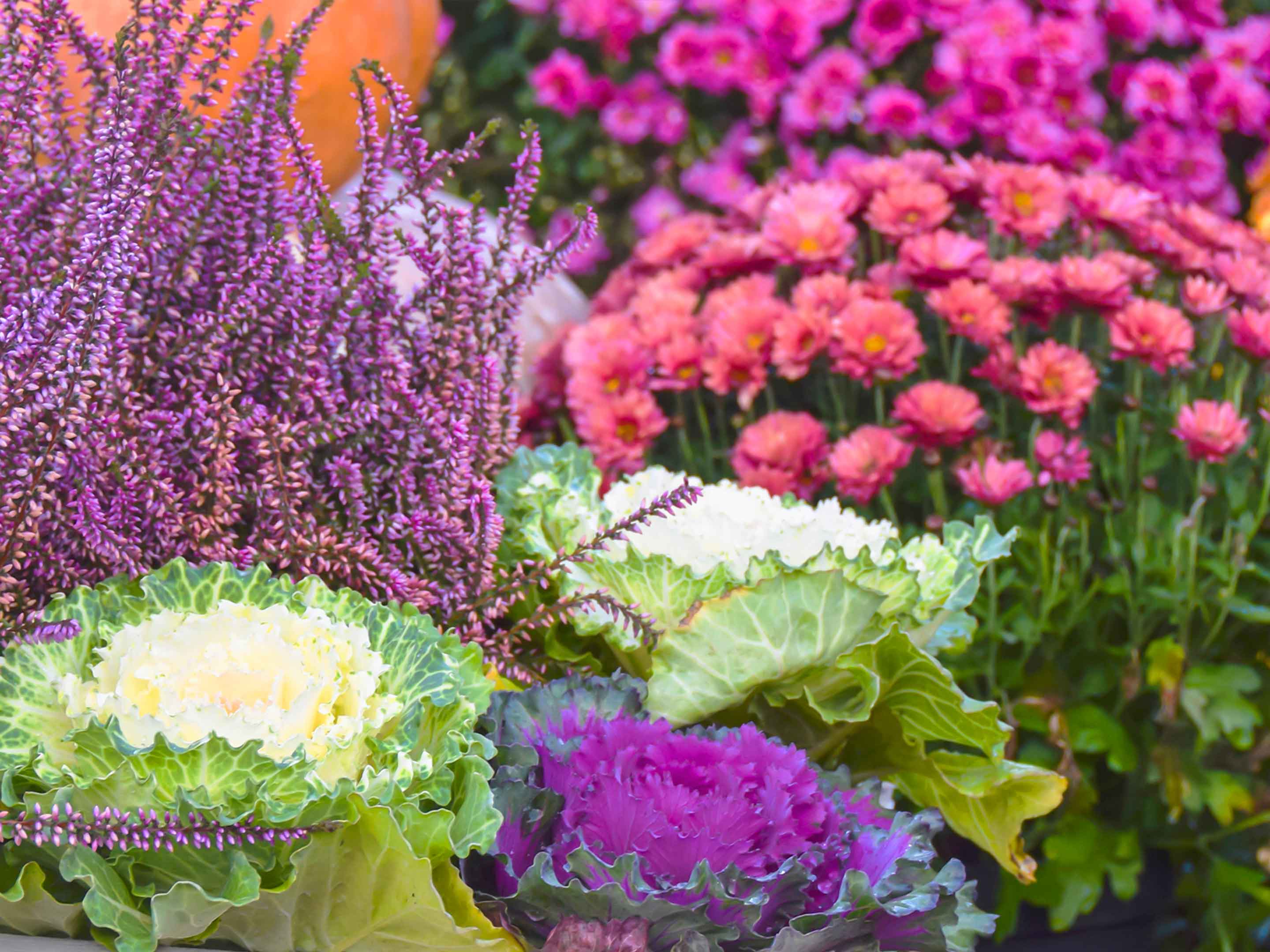 Herbstblumen für Balkon und Kübel
