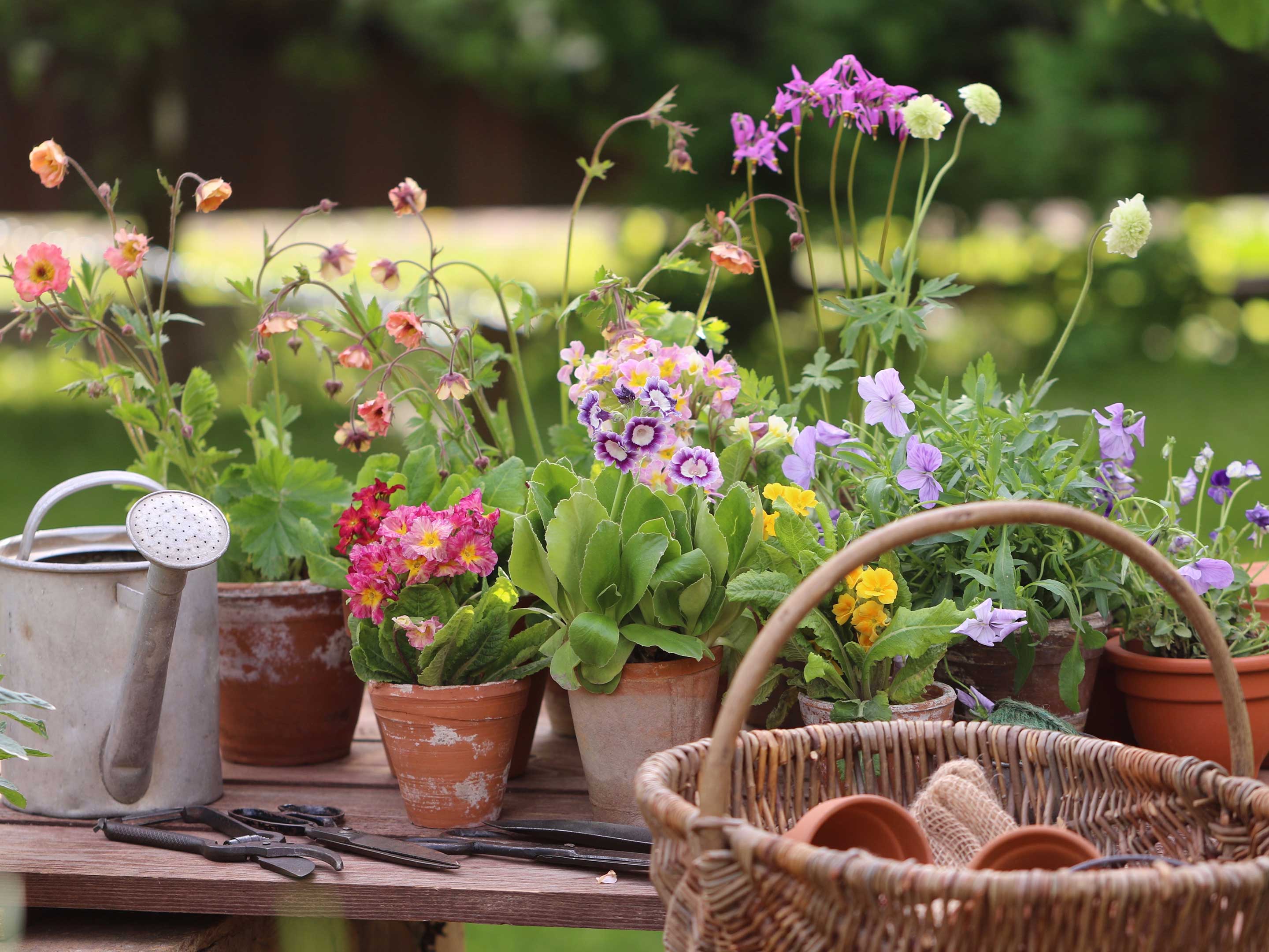 Piante da balcone resistenti al sole forte: le piante per l'estate