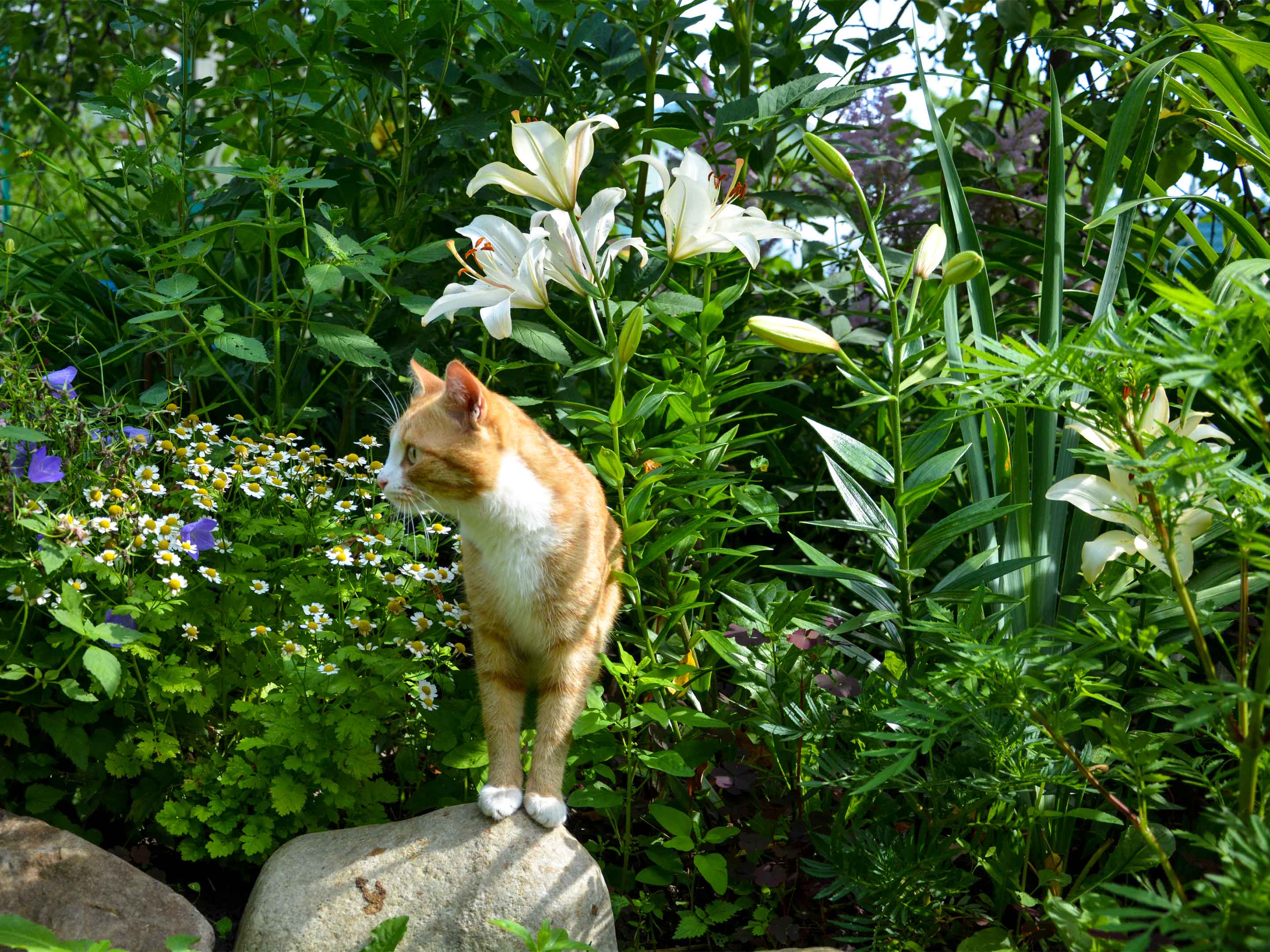 Tierfreundliche Pflanzen fr den Garten