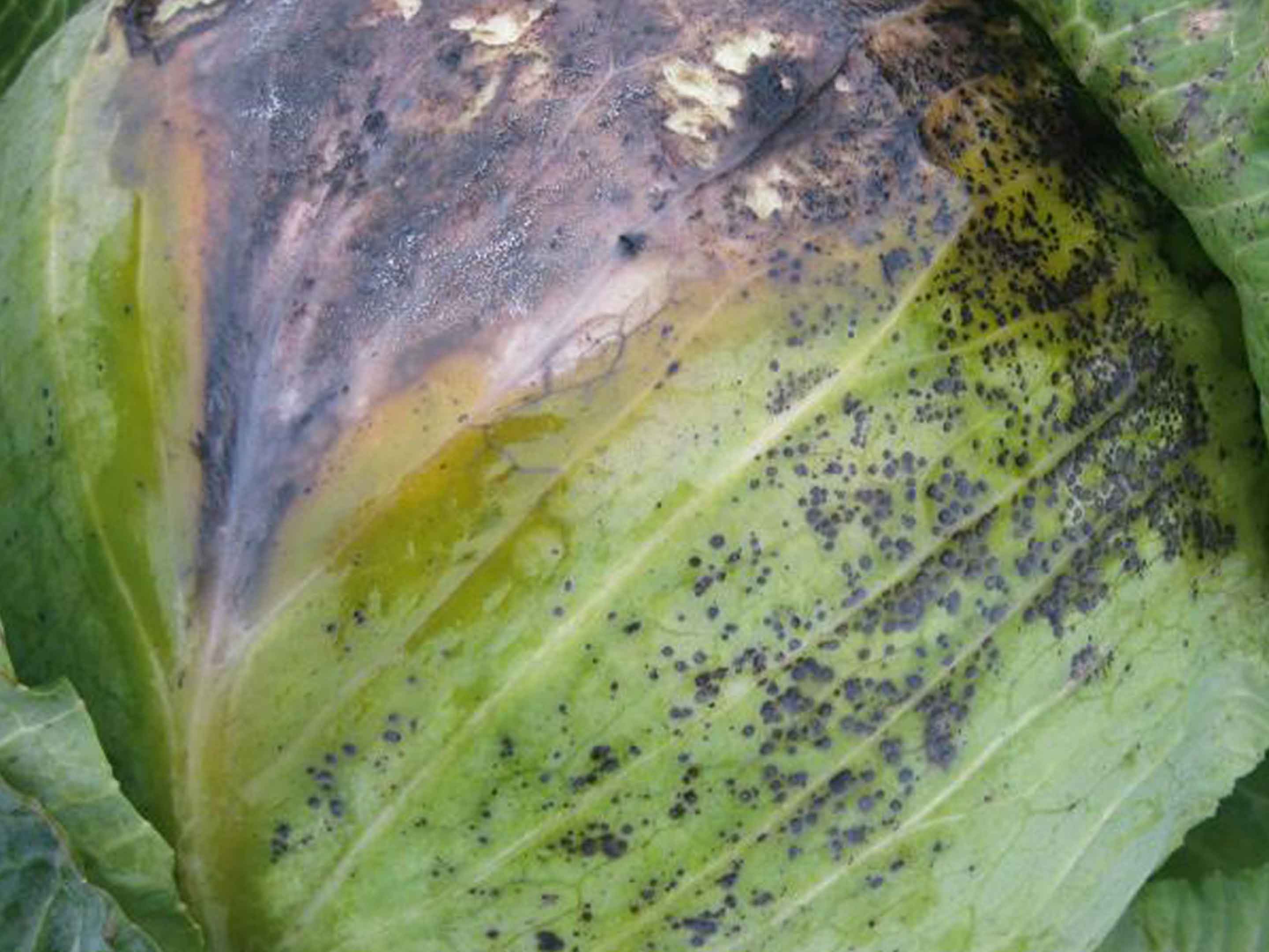 Maladie des taches noires