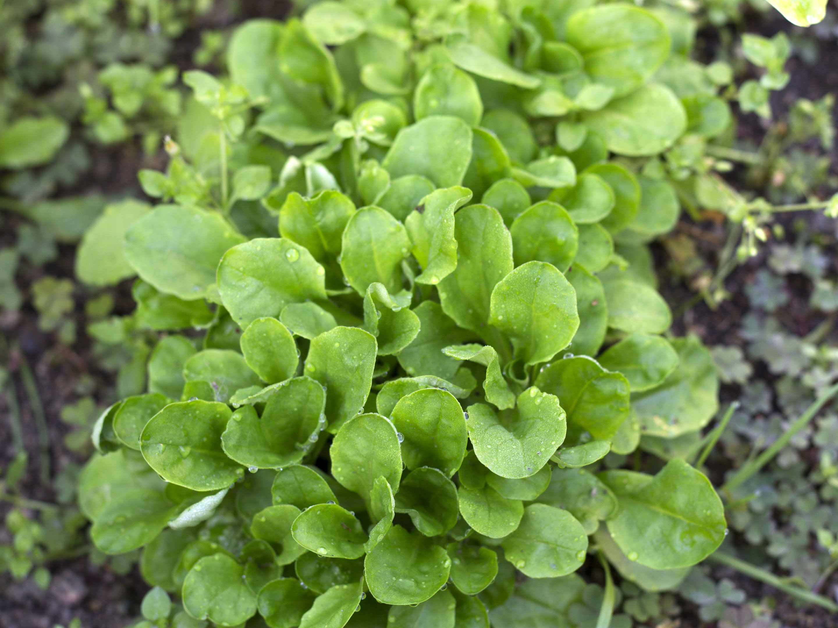 Feldsalat – knackiges Wintergemüse selber säen