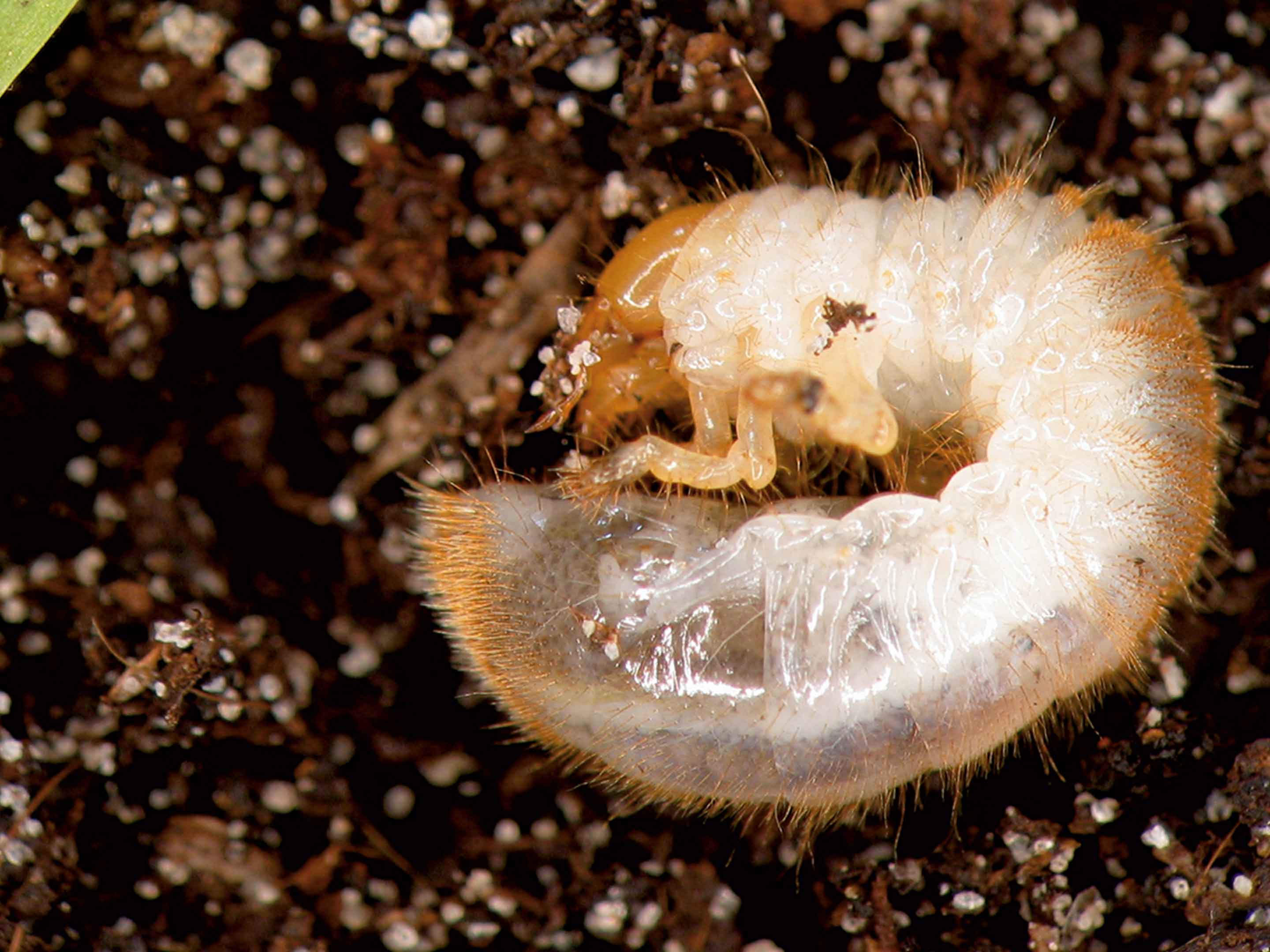 Larve Di Coleotteri COMPO larve-di-coleotteri-compo