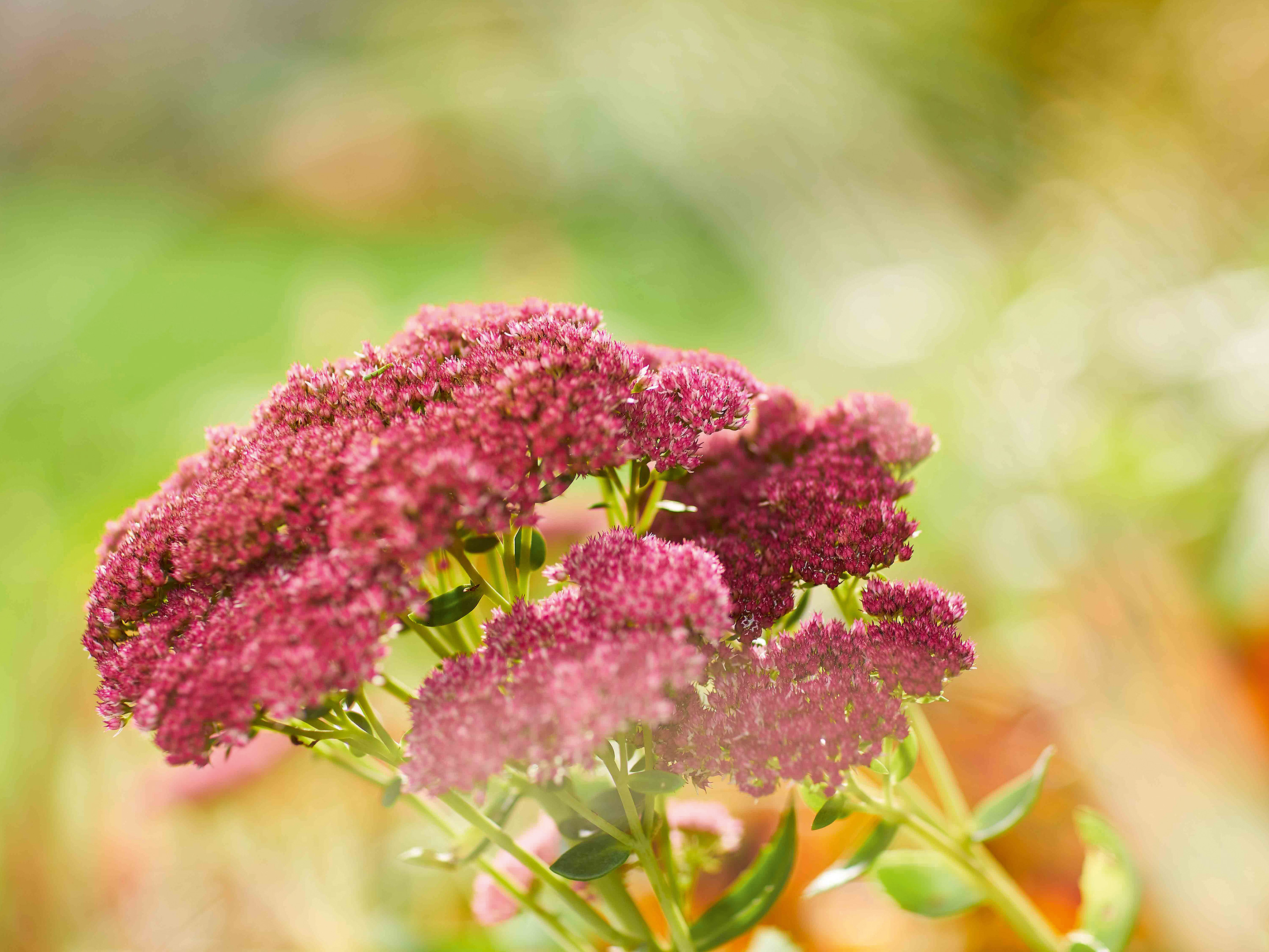 COMPO signs commitment letter of the Science Based Targets Initiative