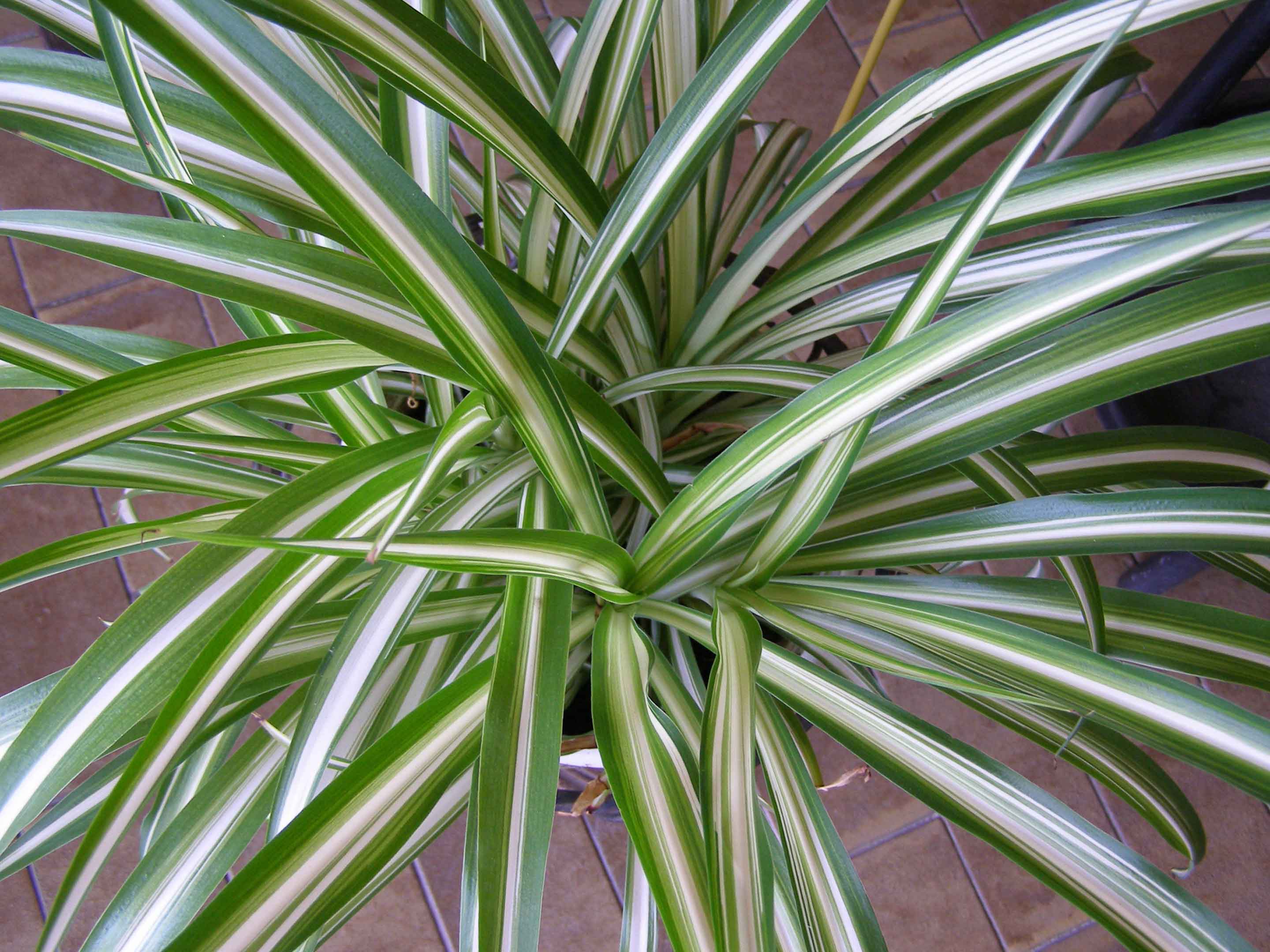 monstera tripidi Monstera Tricolor aka. Miracle – TerraFlora Global