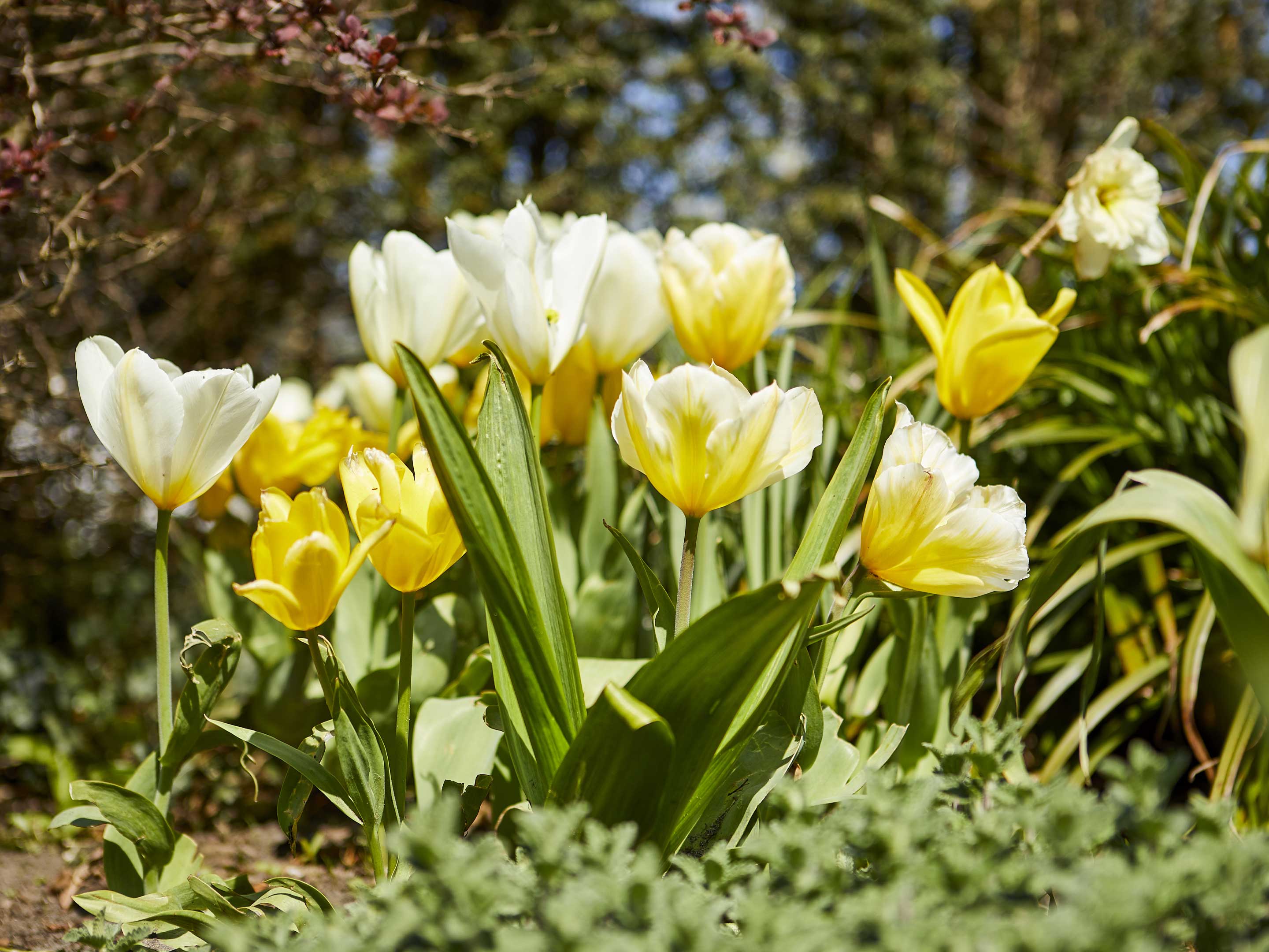 Tulpen pflanzen & pflegen | COMPO