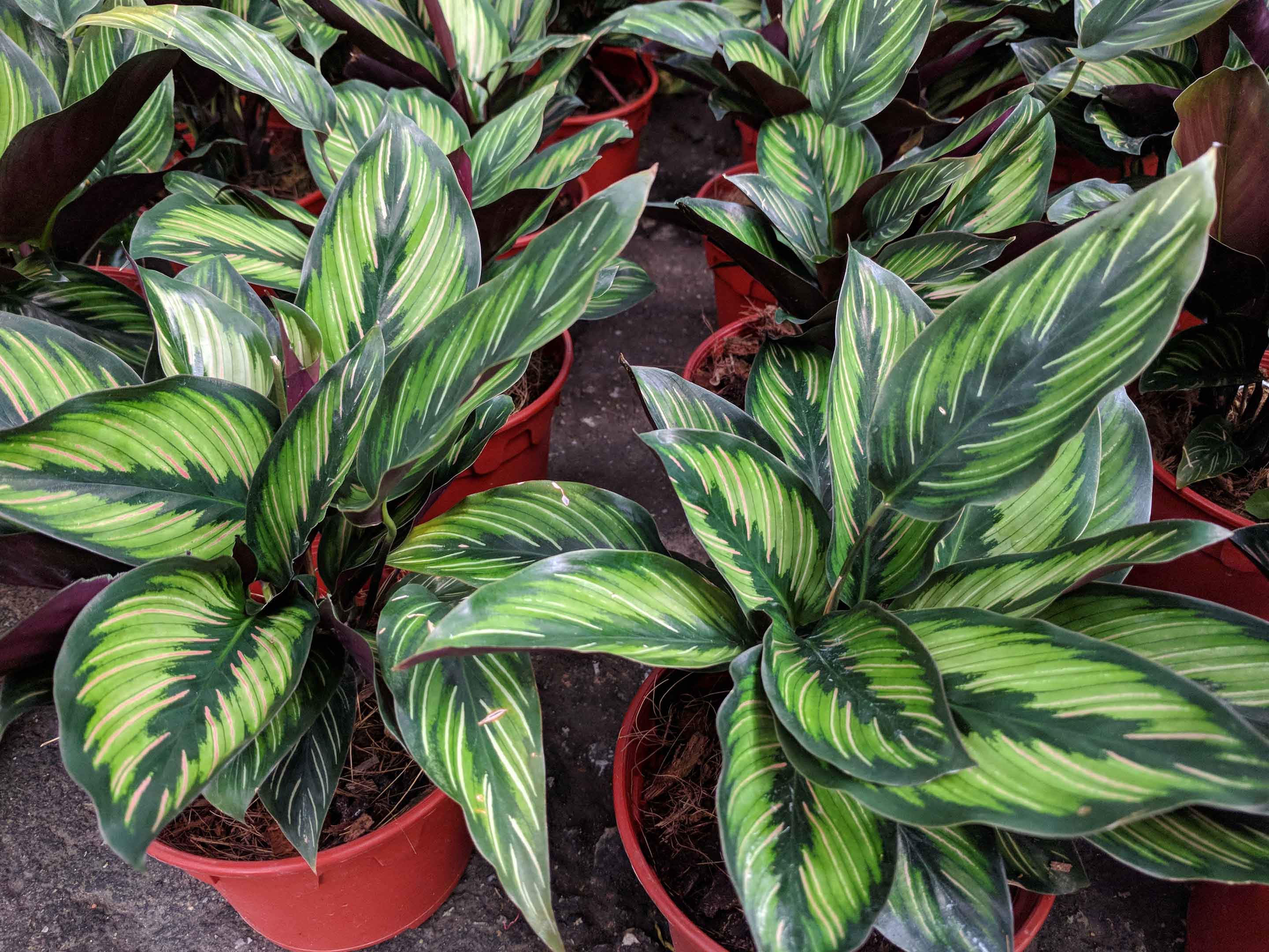 calathea sand ornata Calathea ornata (Pinstripe Calathea) main image 0
