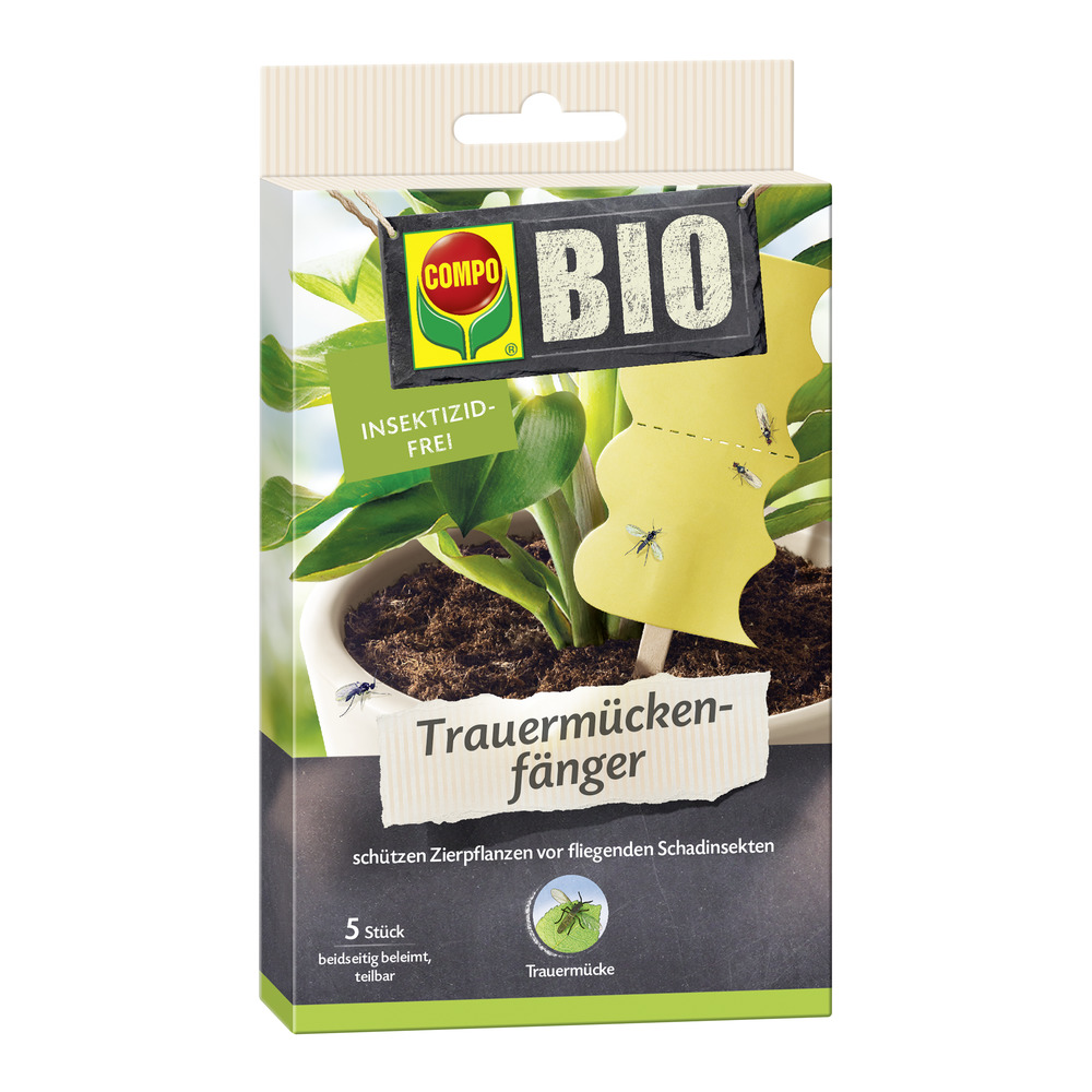 spaghettikrbis saatgut Samen Pfann | Krbis Vegetable Spaghetti | 8 Pflanzen | MHD: 01/2028