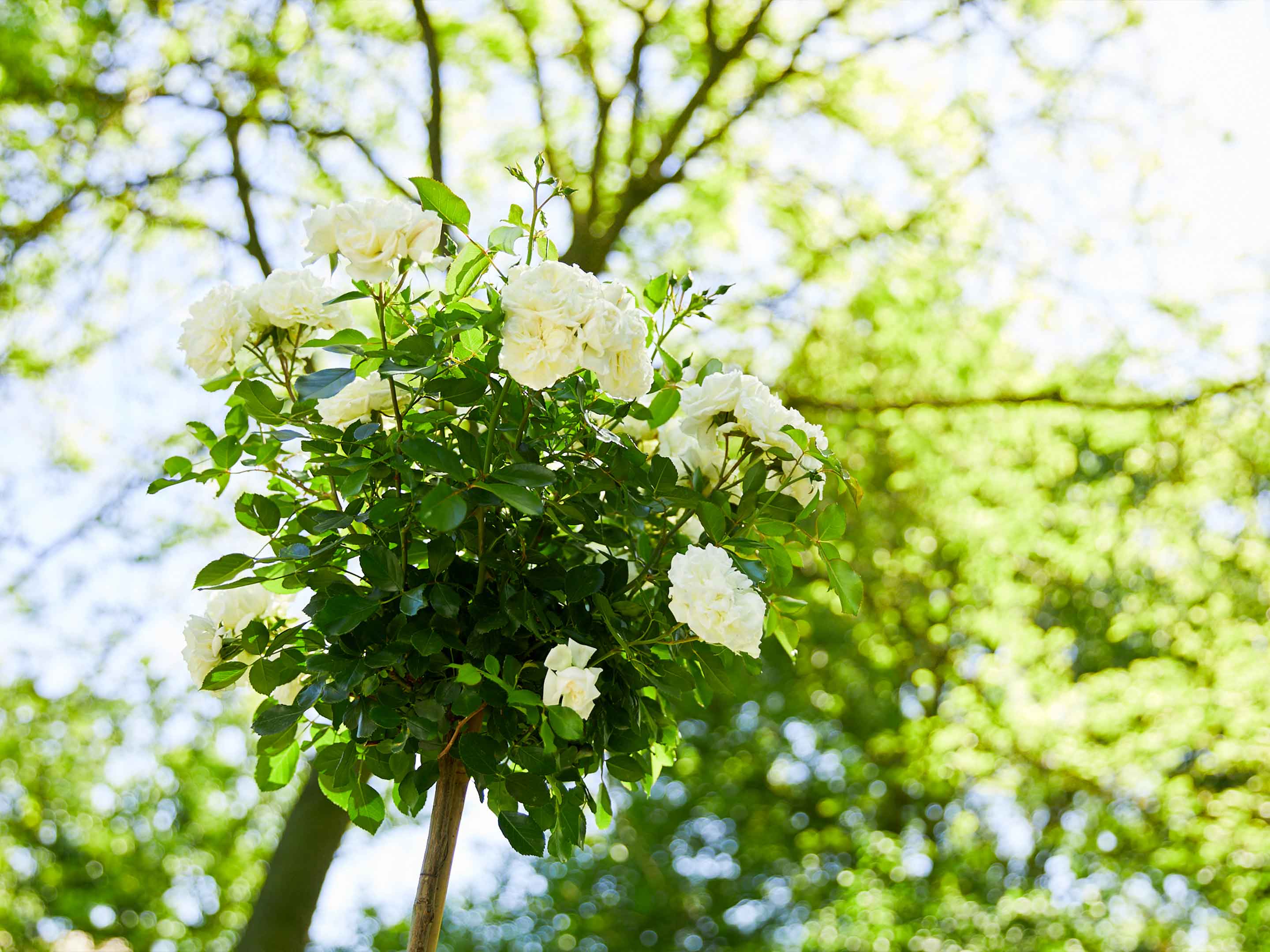 Schritt für Schritt: Rosen umtopfen | Gesal