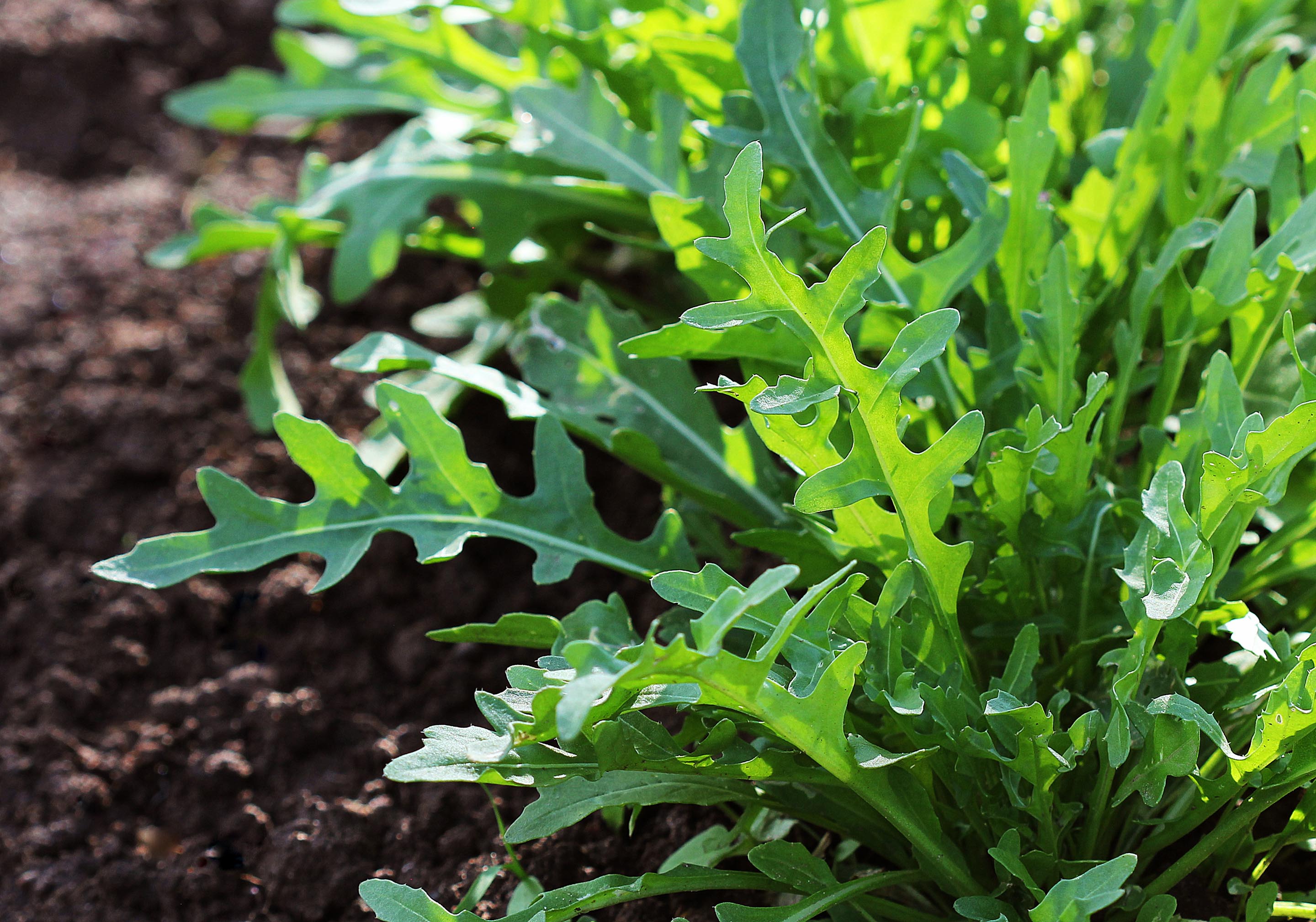 Rucola pflanzen, pflegen & ernten