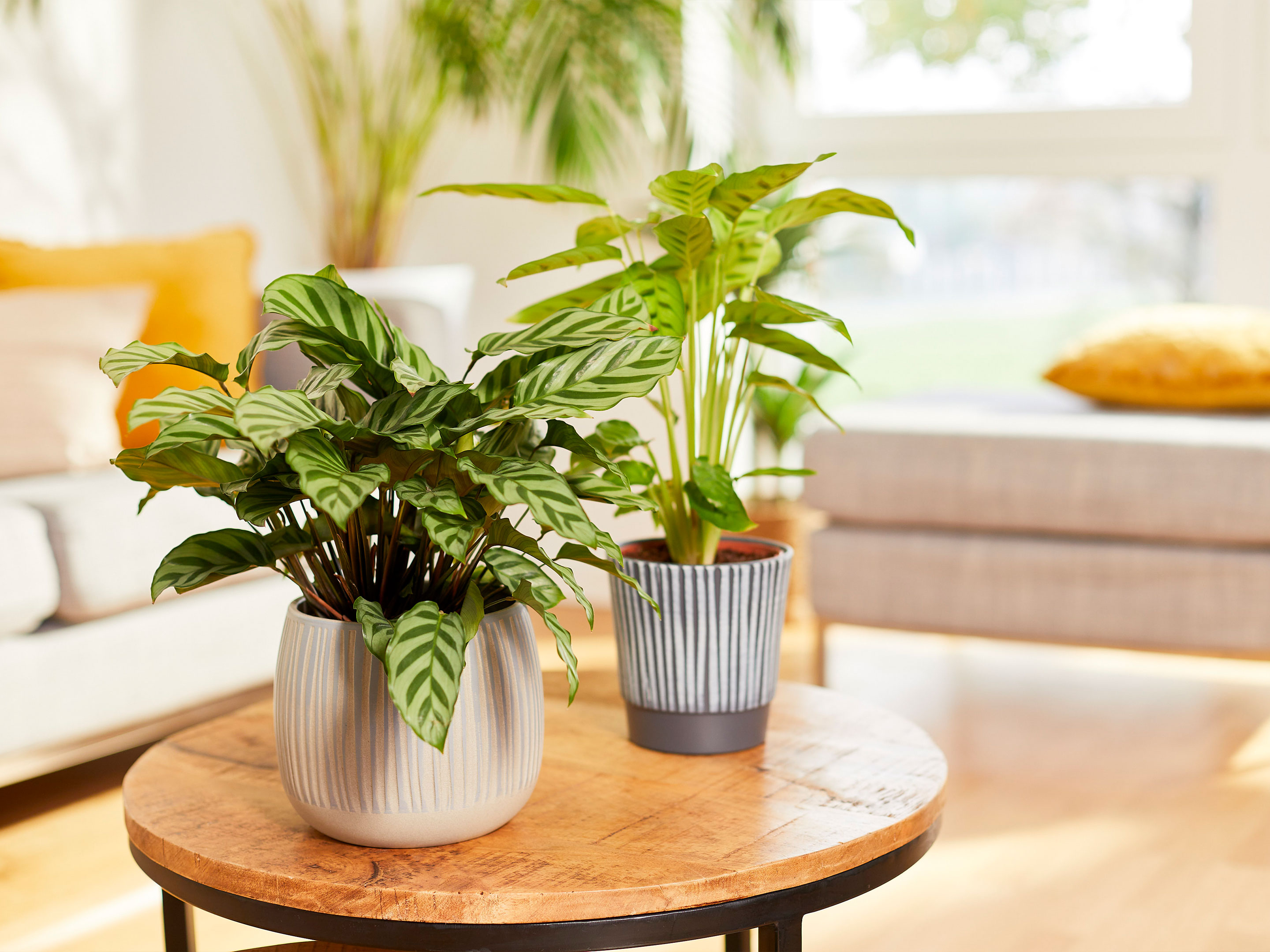 Calathea pflanzen und pflegen | COMPO