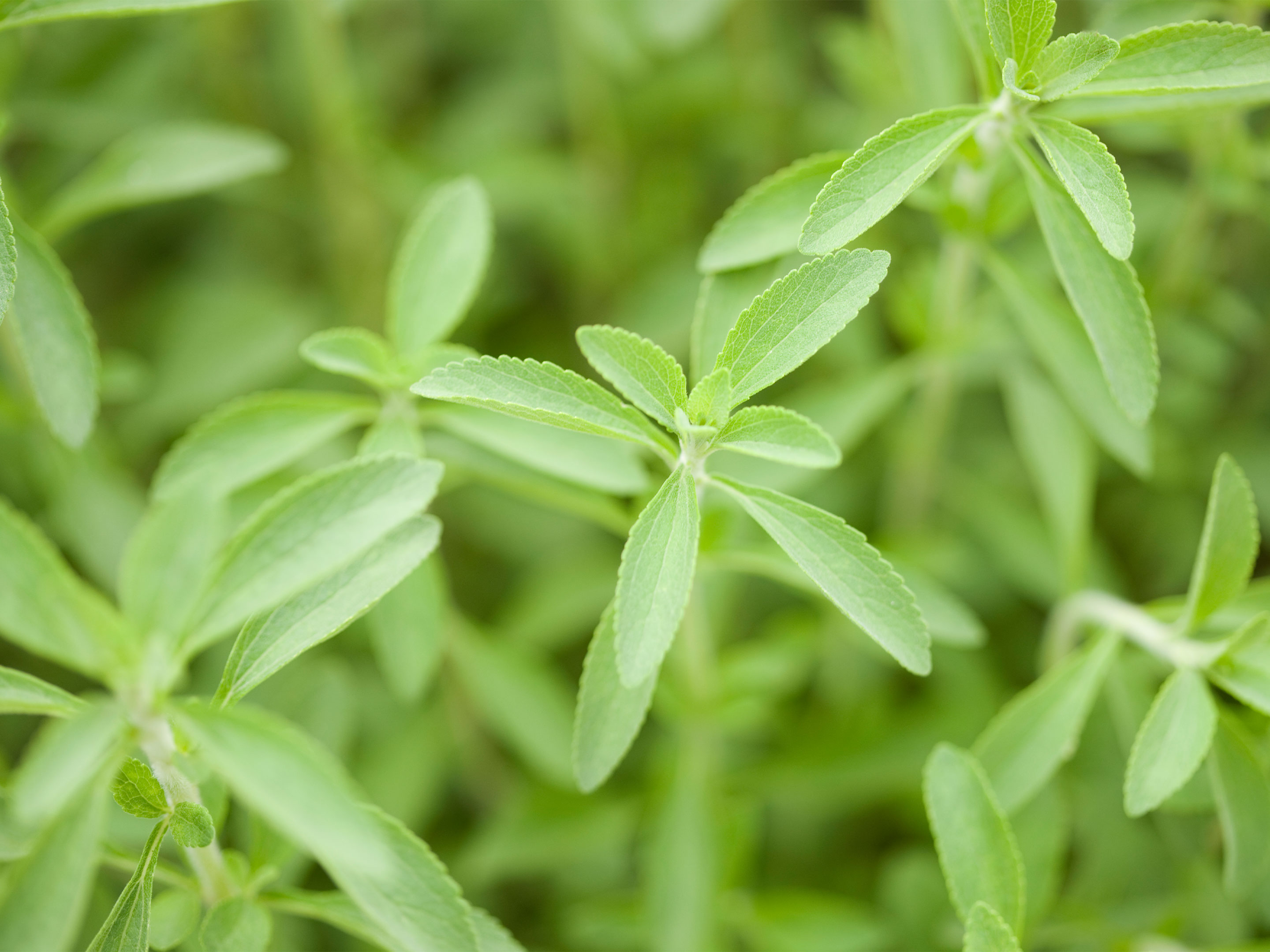 Stevia planten en COMPO