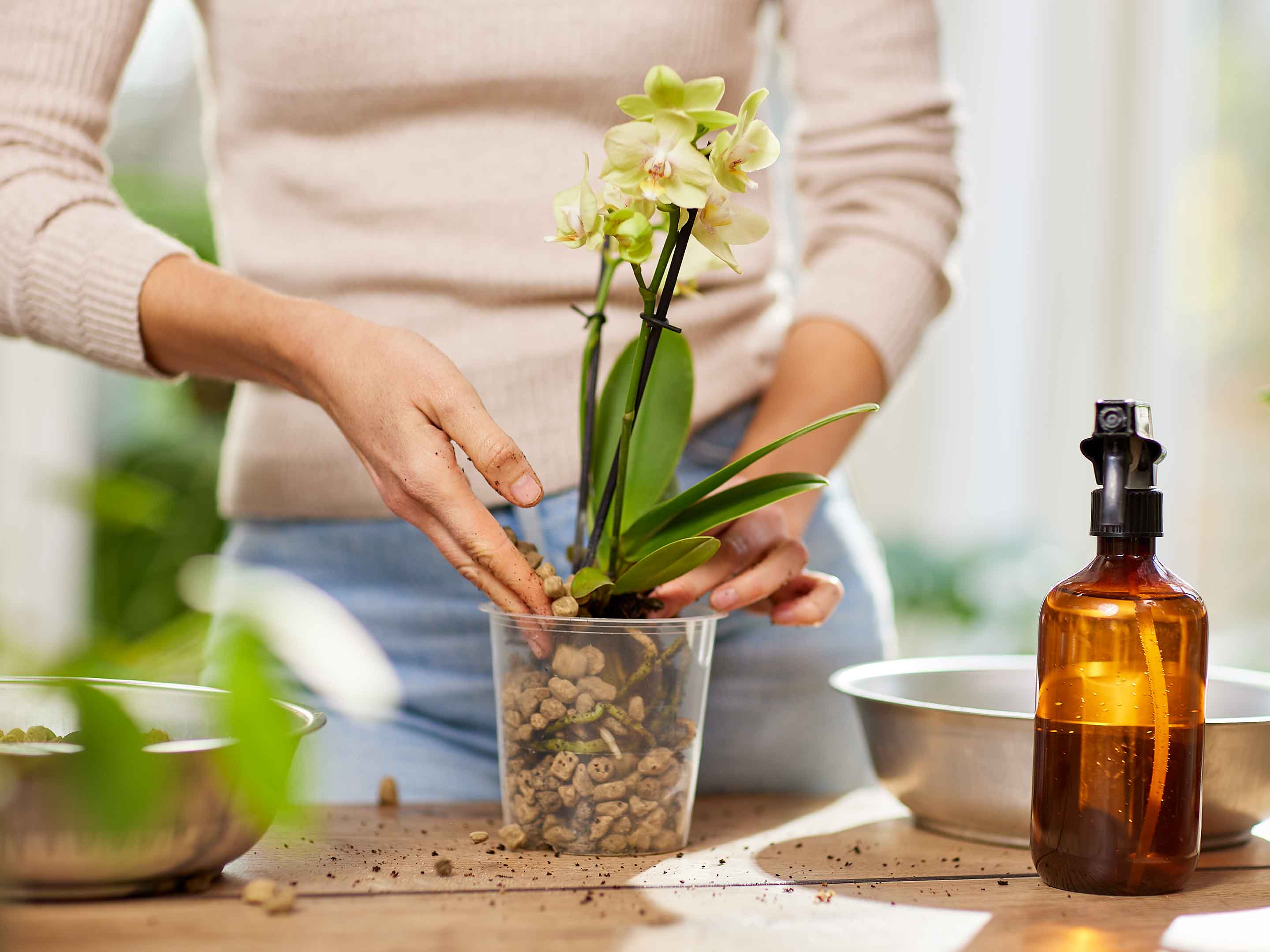 Orchideen umtopfen - Schritt fr Schritt | COMPO