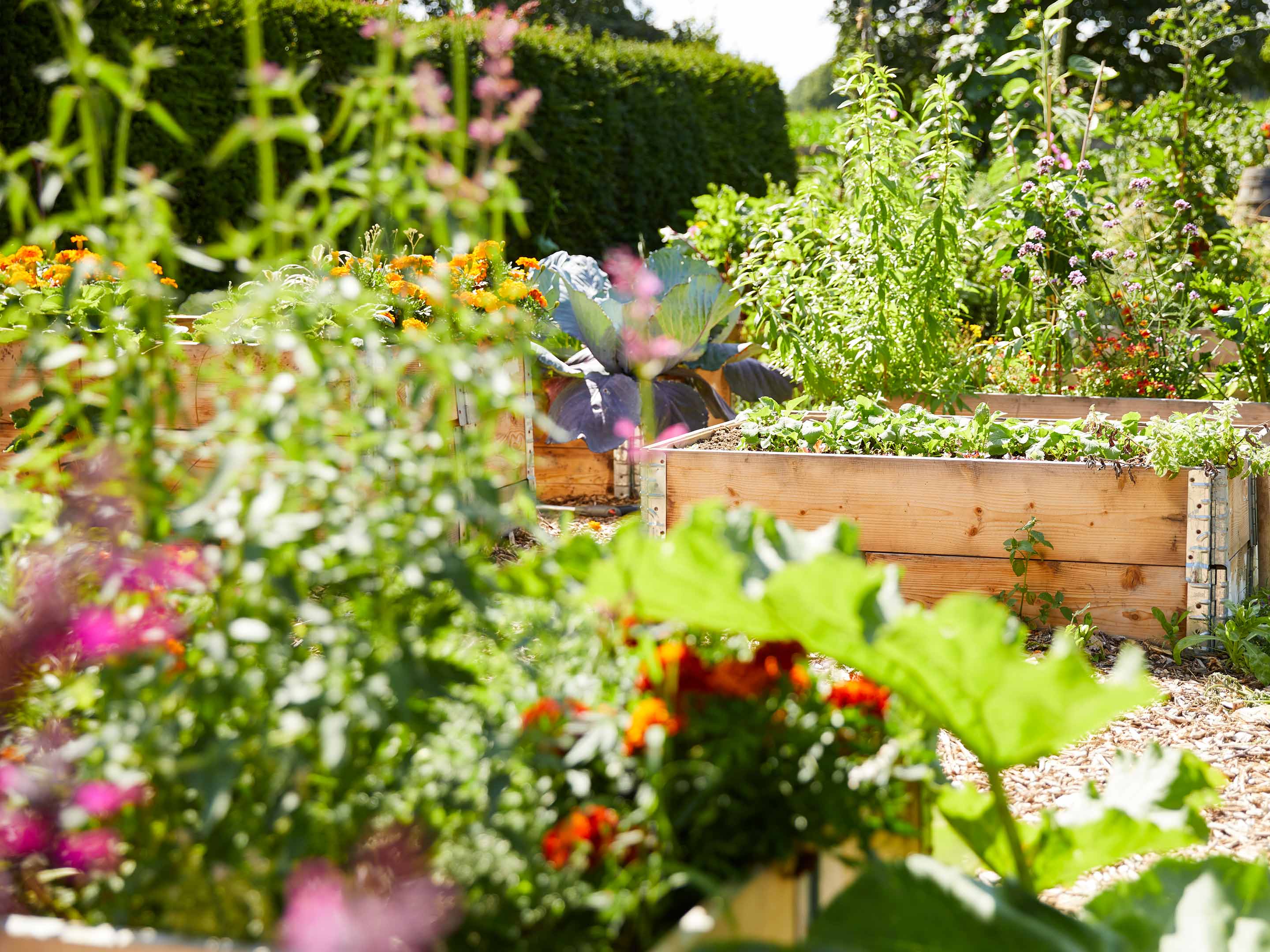 Gemüsegarten anlegen gut geplant ist halb geerntet!