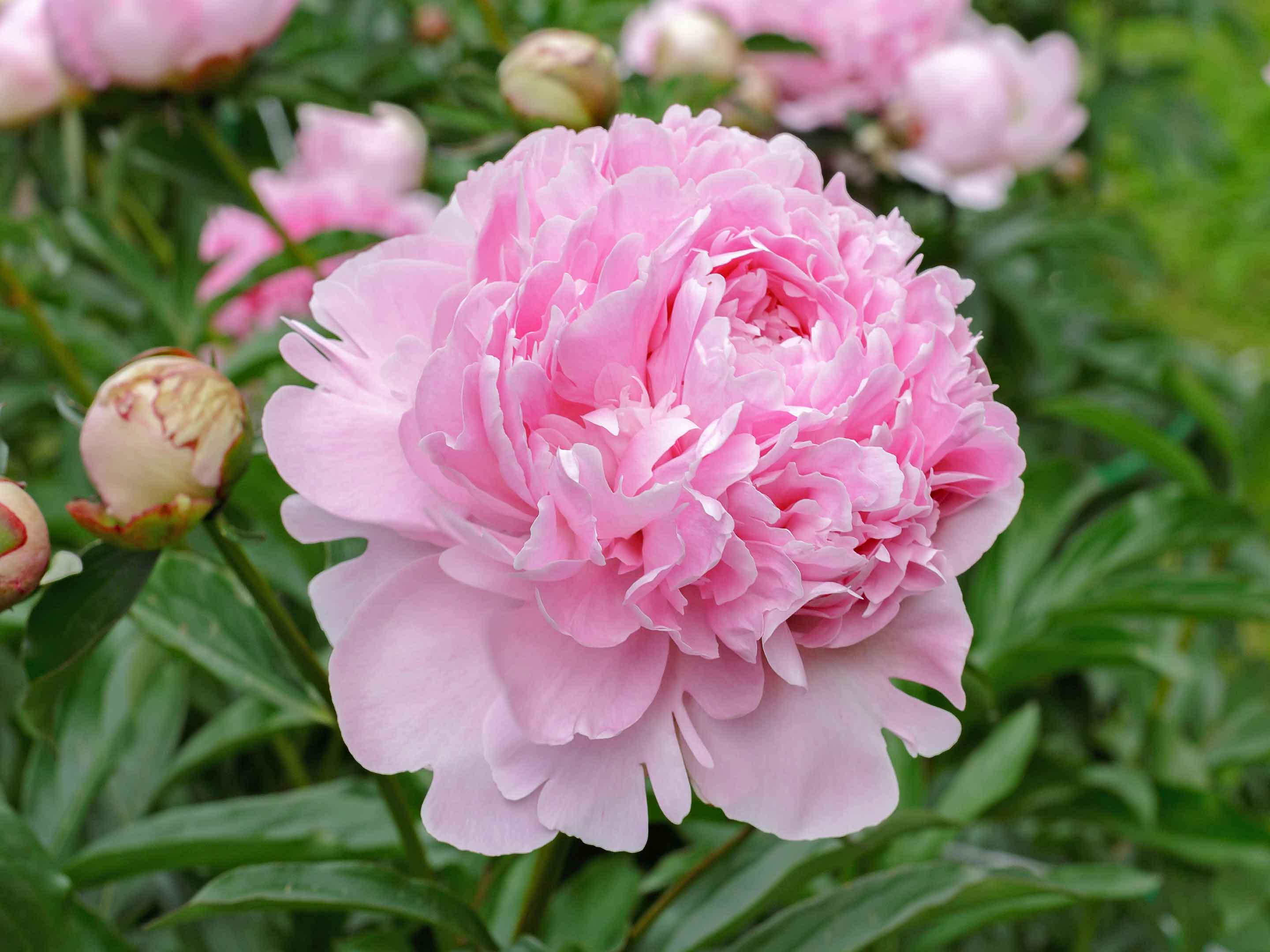 pedonia 