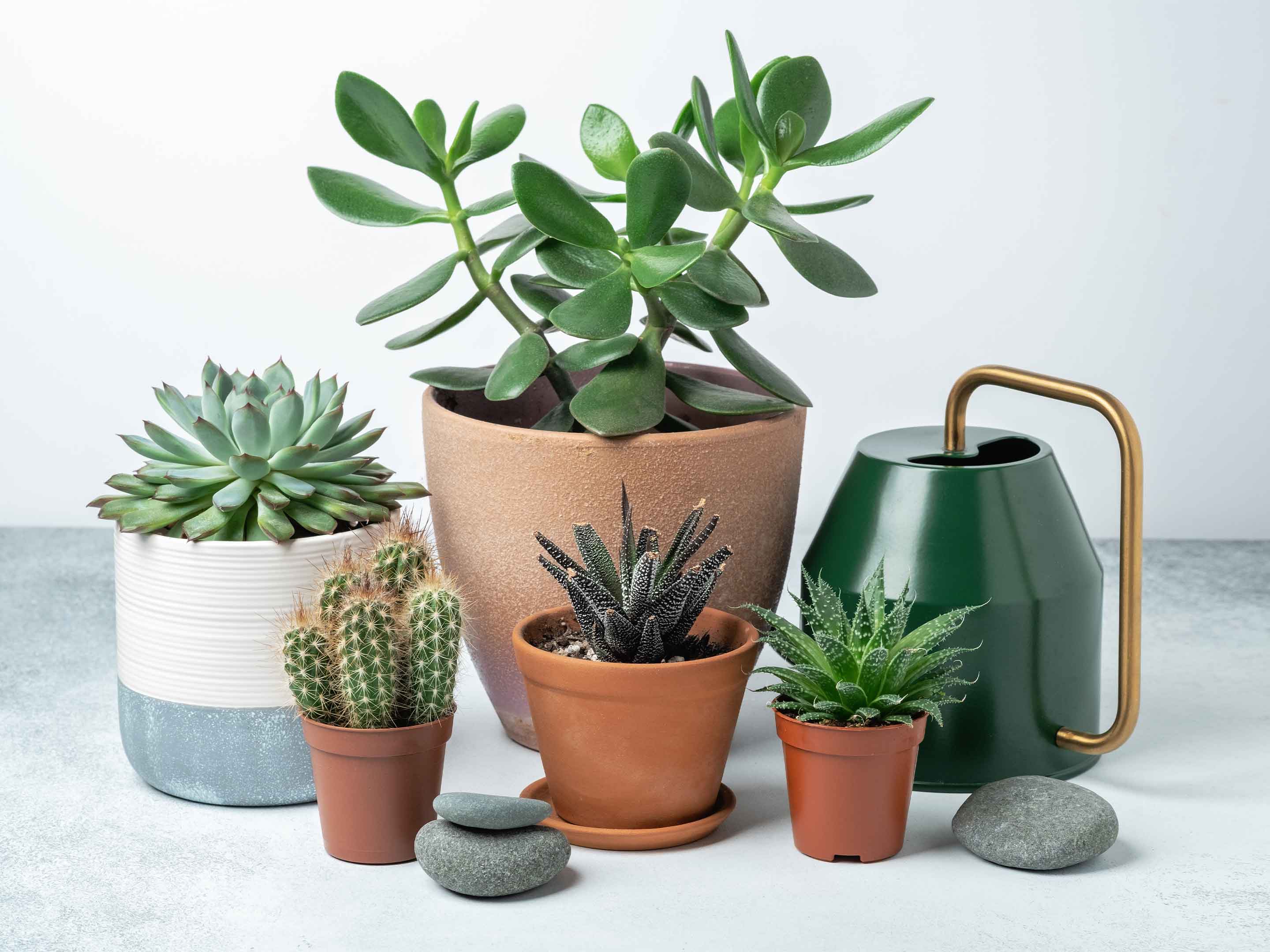 Sukkulenten giessen Gesal