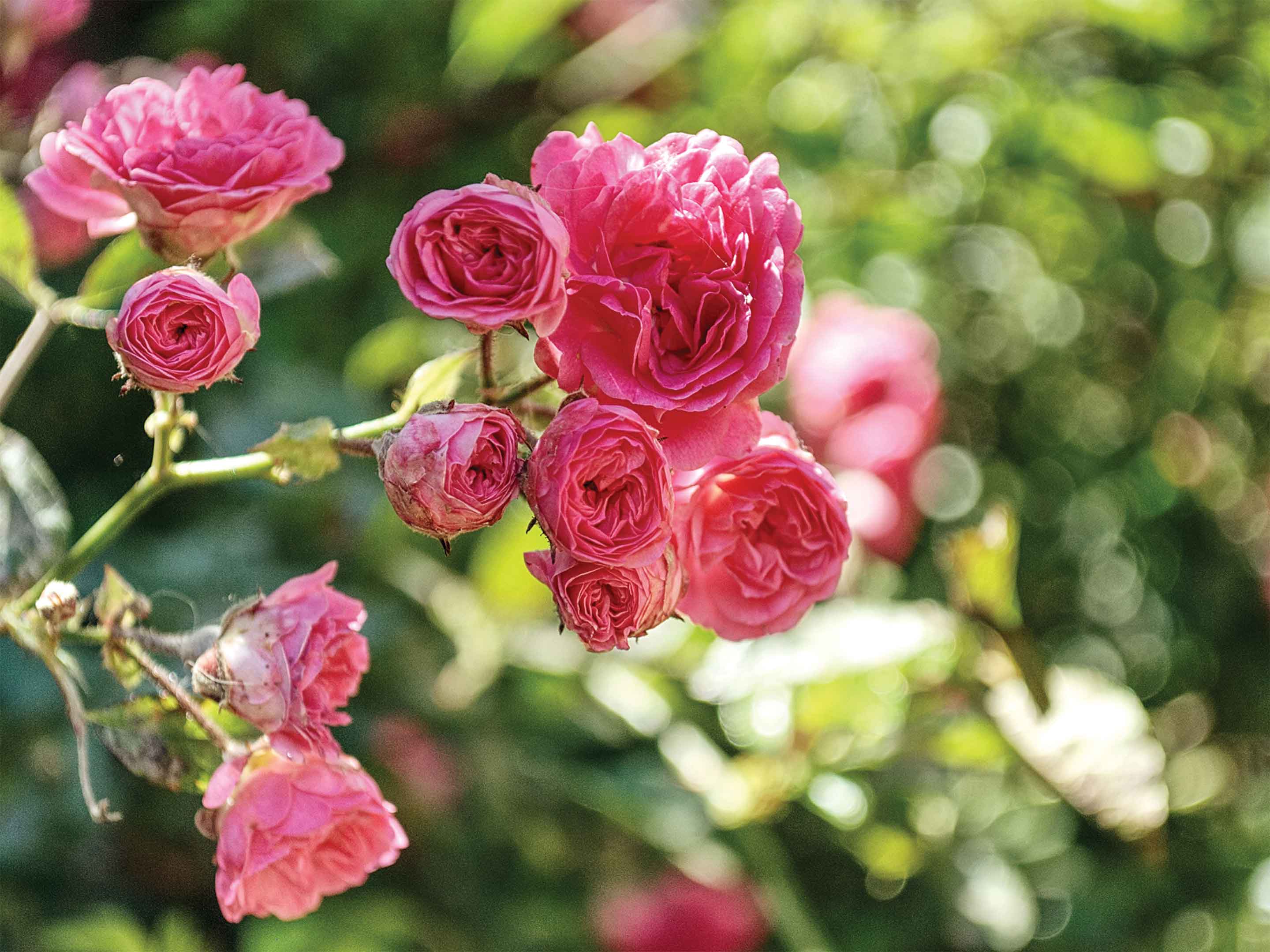 Planting and caring for bare root roses properly