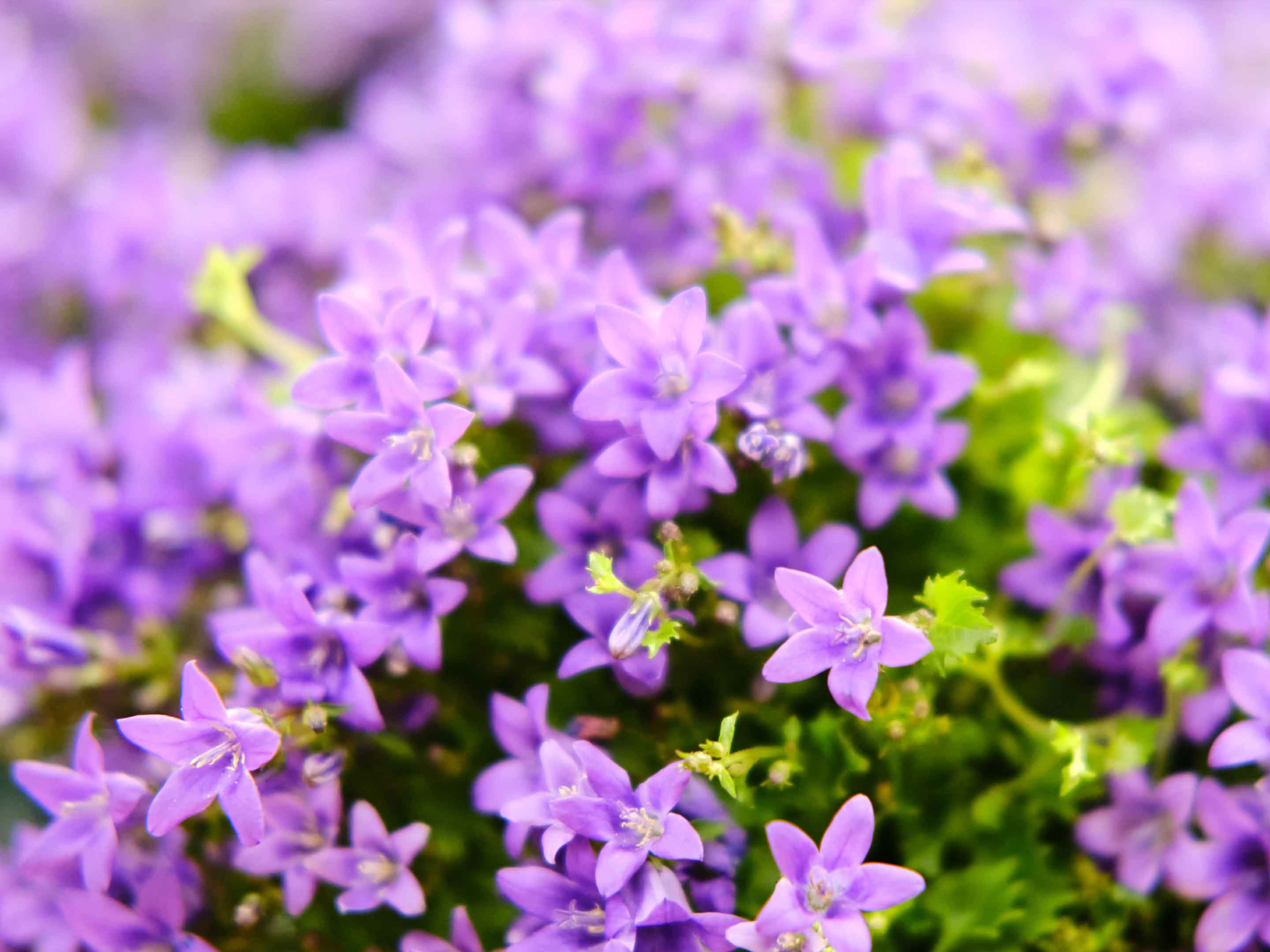 saatgut sonnenblume Saatgut-Set Sonnenblumen online Gartenpflanze kaufen