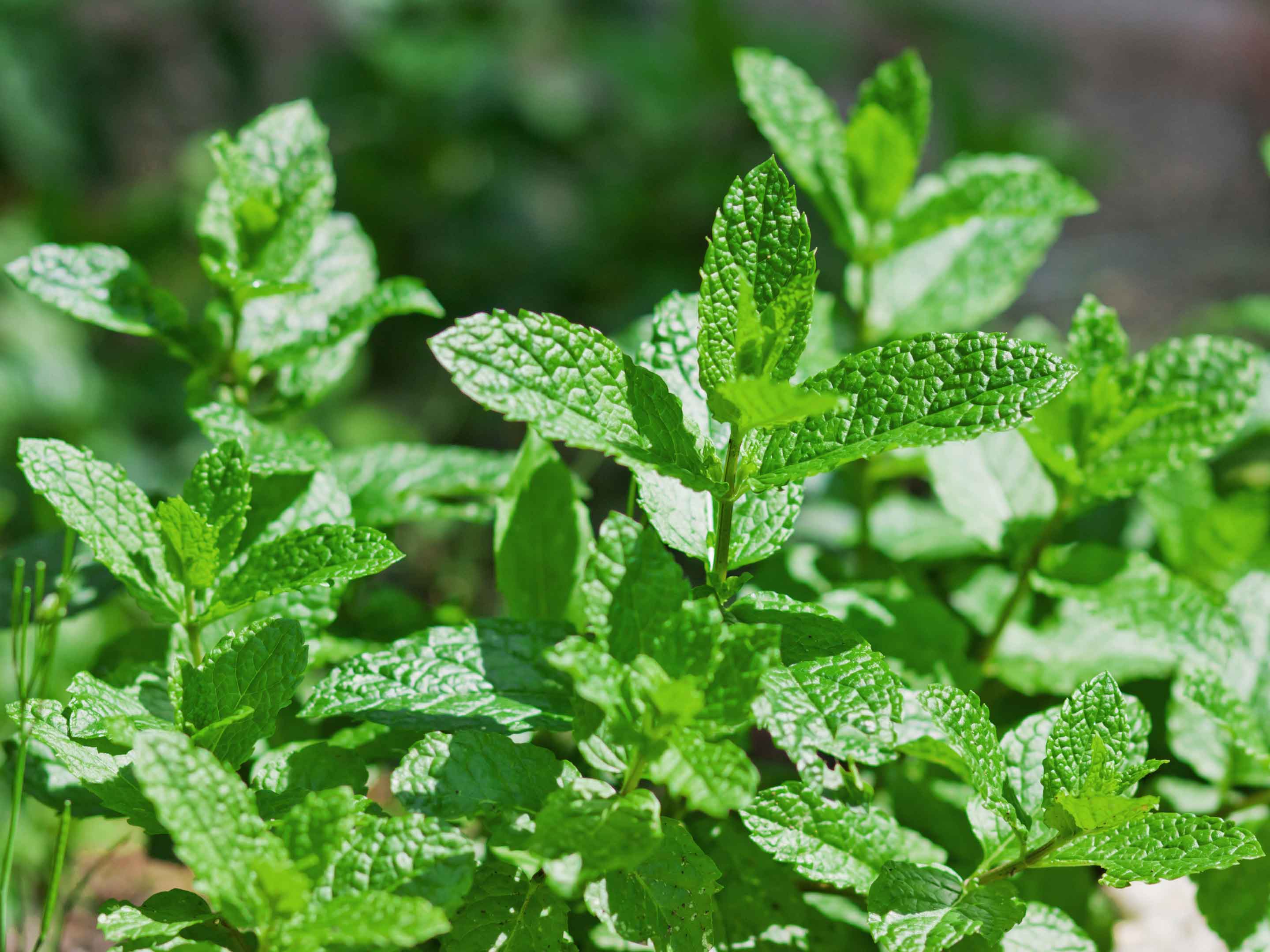 Menthe : cultivation et entretien