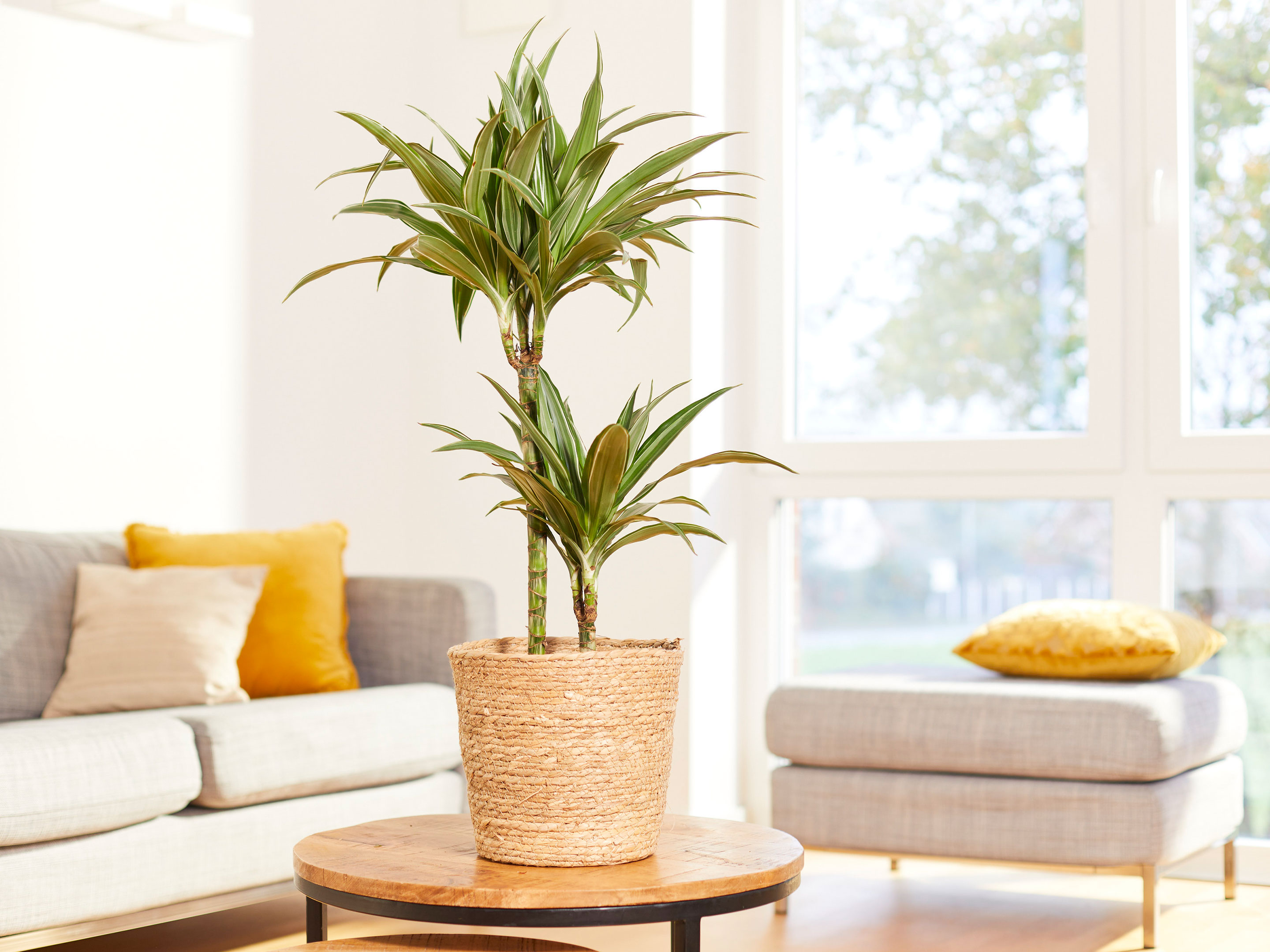 calathea feey Calathea Concinna 'Freddie' – Classy Casita main image 1