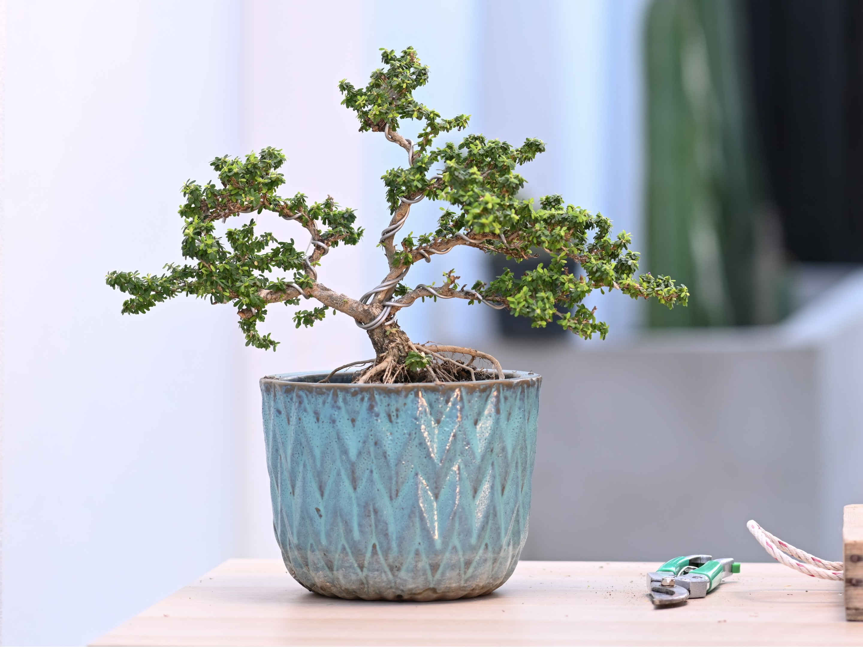 Planter et entretenir un bonsaï