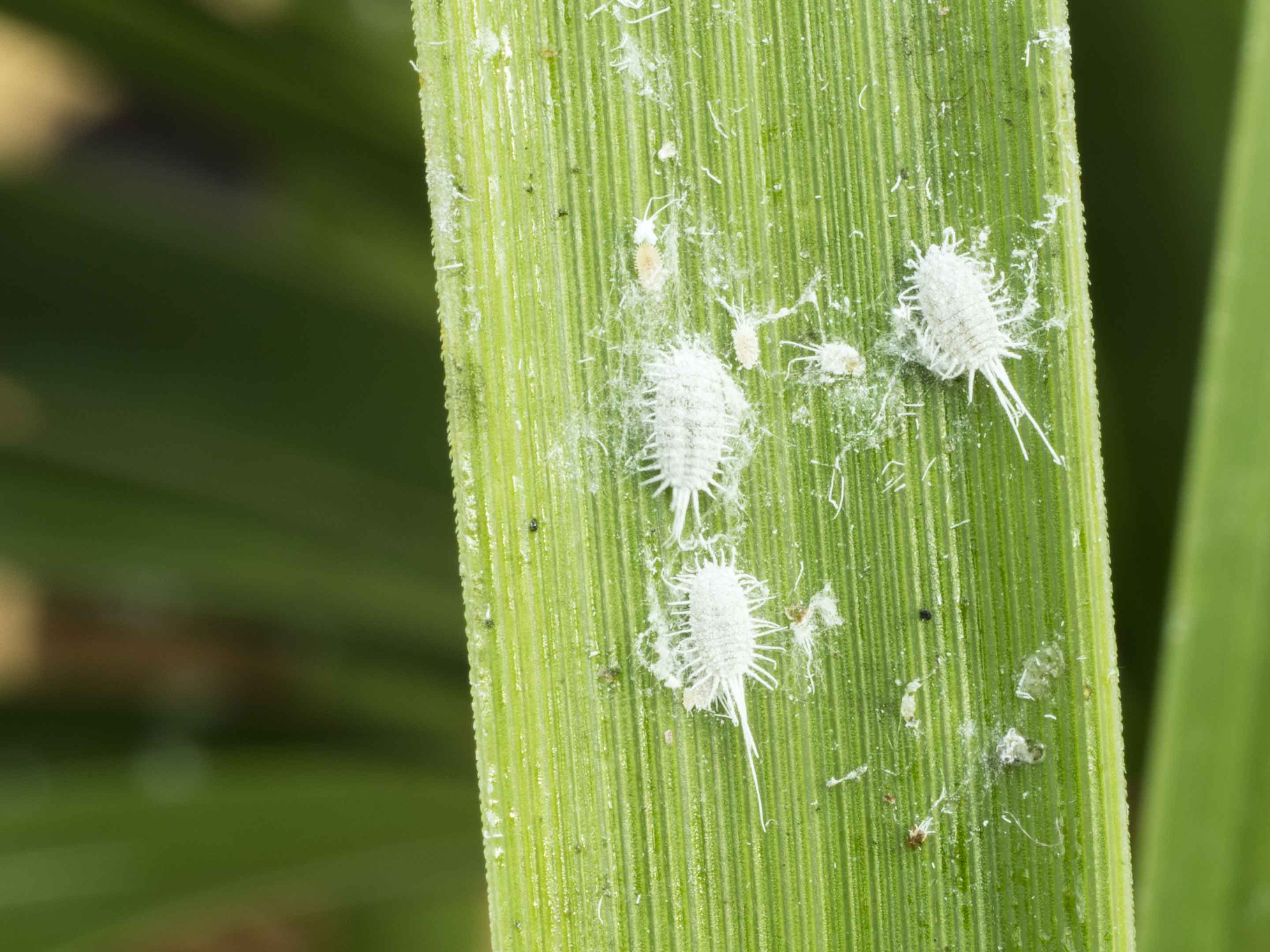 Cochenilles farineuses  Identification & Lutte