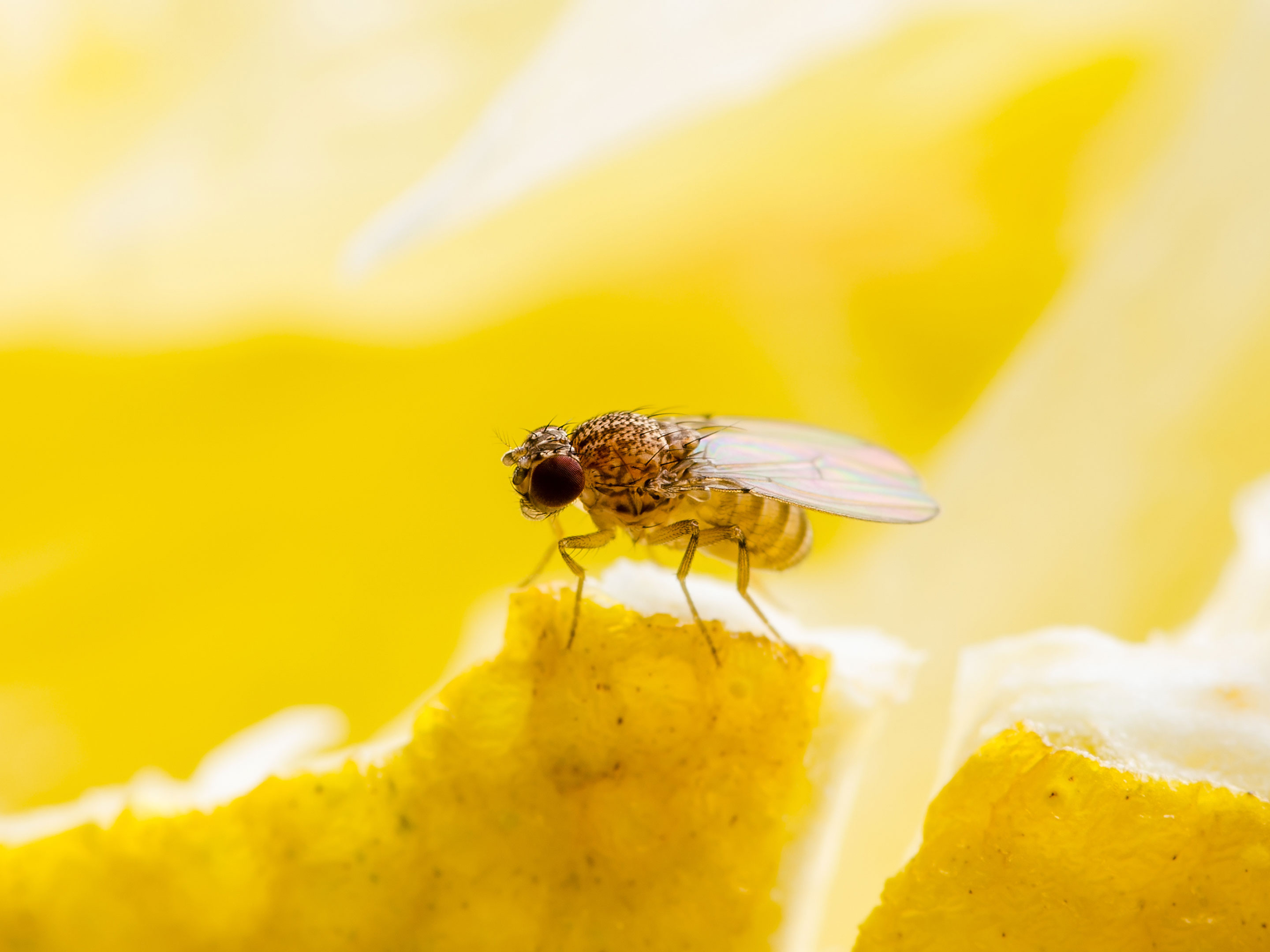 hoe af te komen van fruitvliegjes