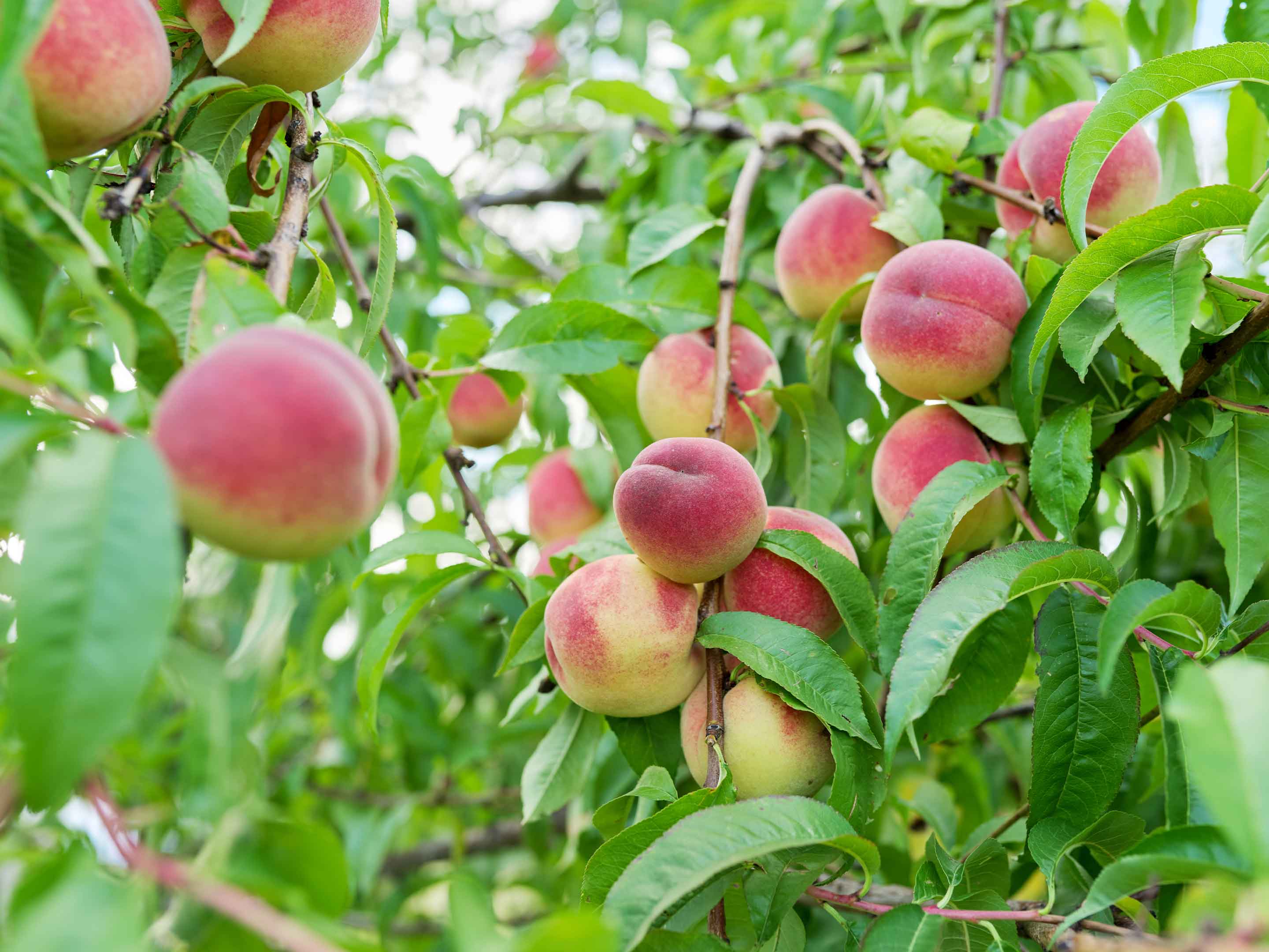 Pfirsichbaum pflanzen und pflegen