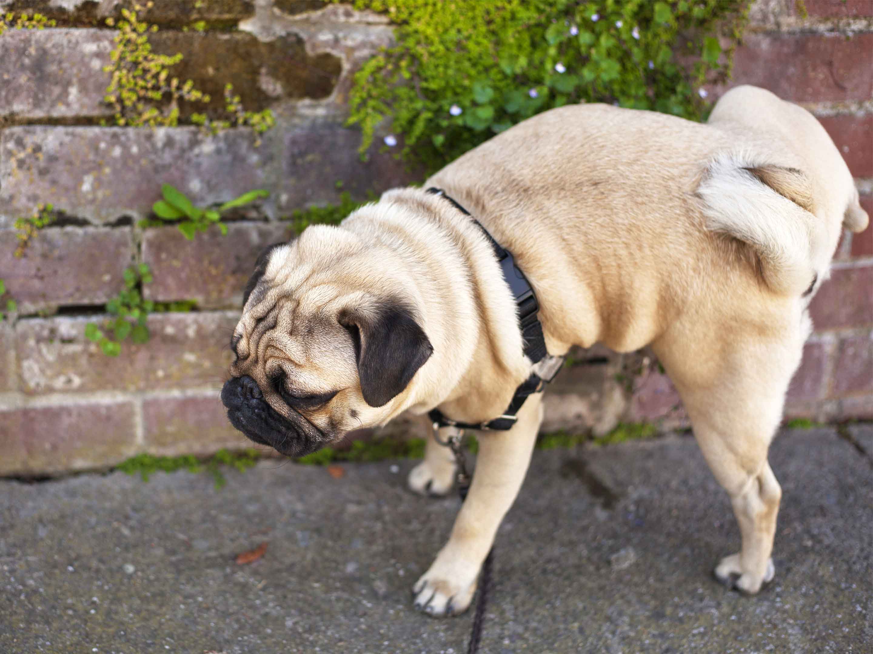 Собаки для квартиры. Собака писает. Собака под дерево писает картинки. Игровое поведение собак. Комфортное поведение собак.