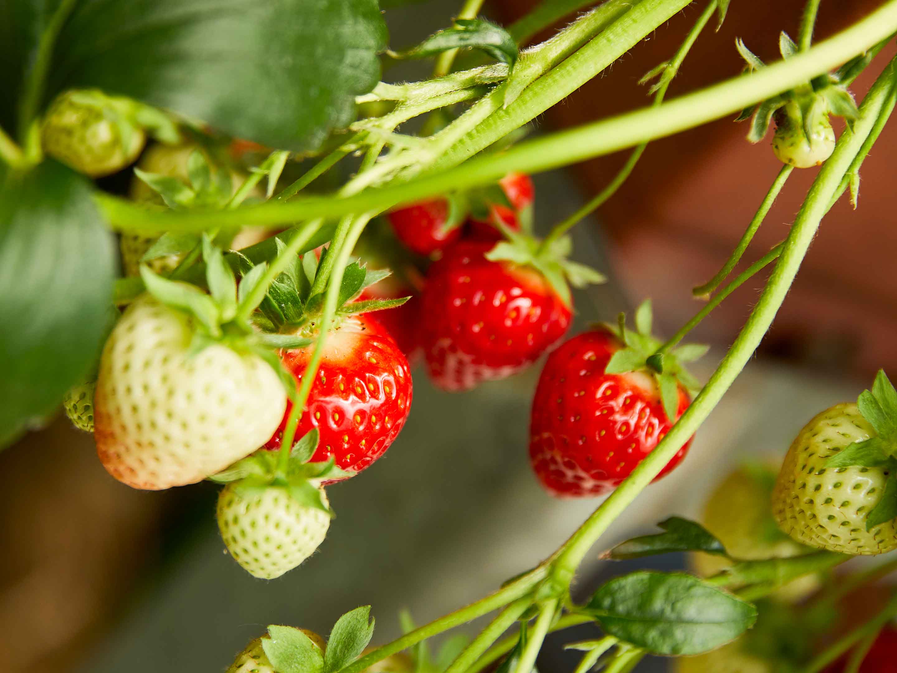Erdbeeren düngen Tipps für eine reiche Erdbeerernte