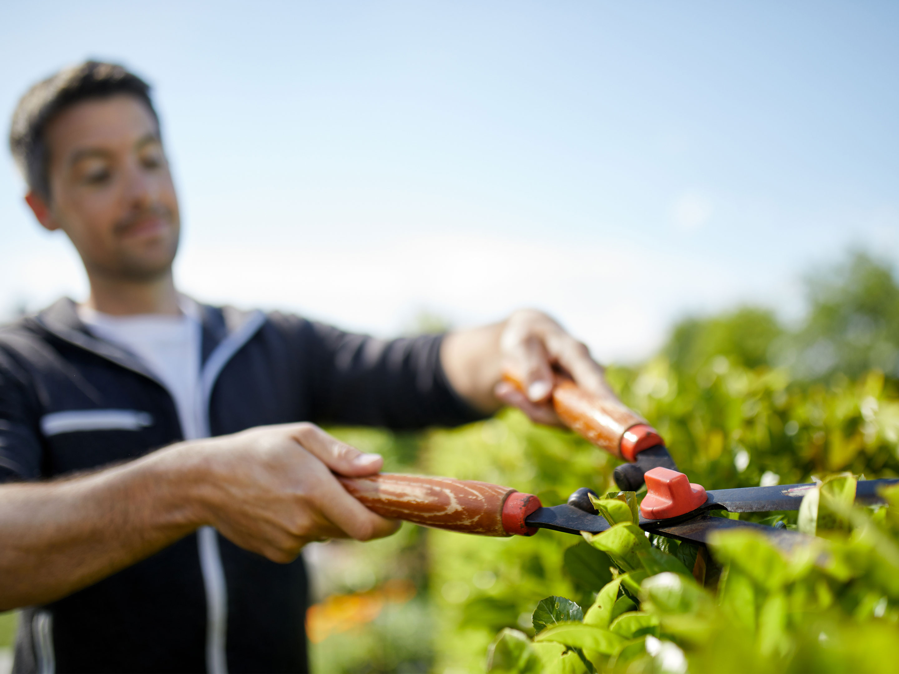 verrucosum philodendron Philodendron verrucosum