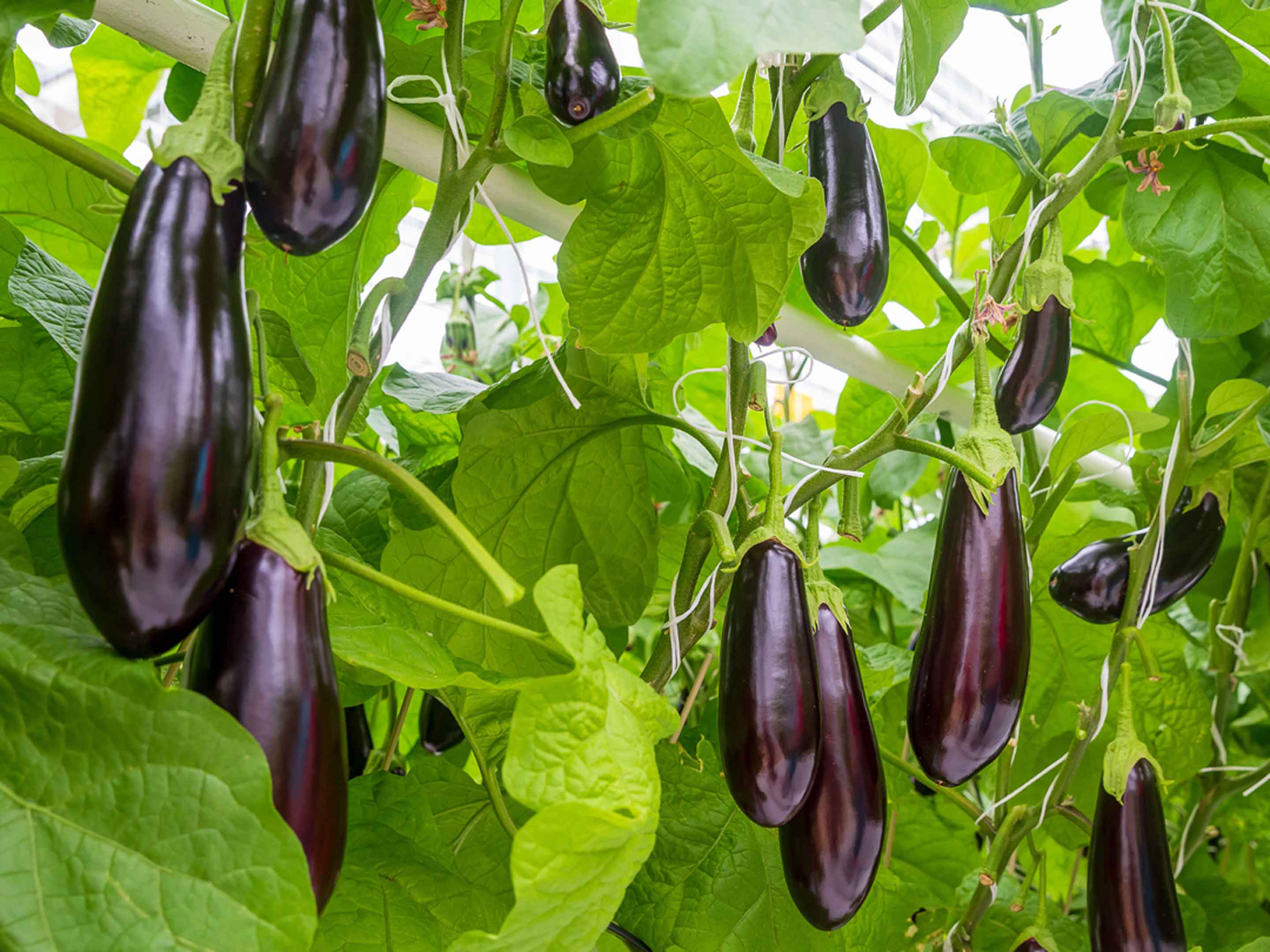 Planter et entretenir l'aubergine