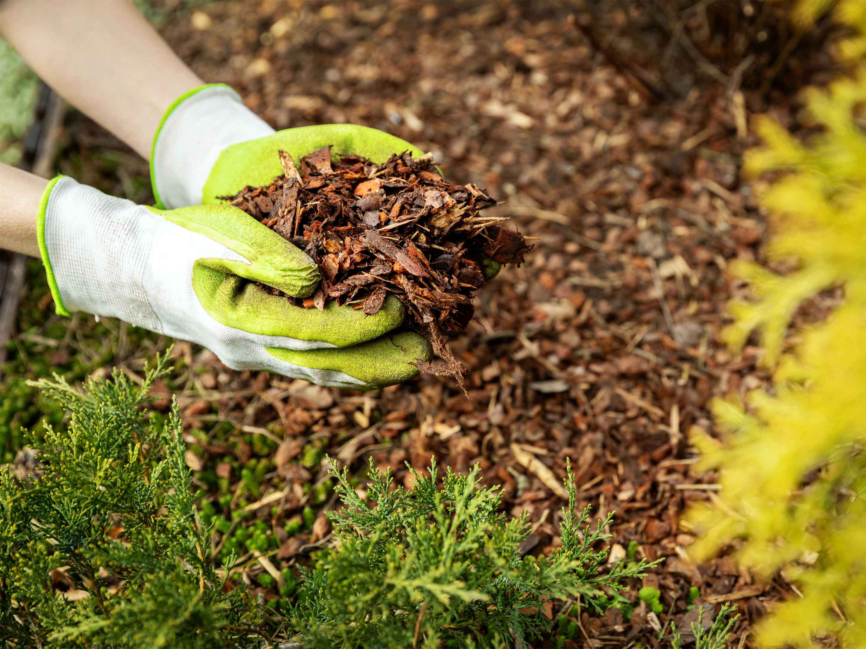 Pacciamatura dell'orto: cos'è e come farla